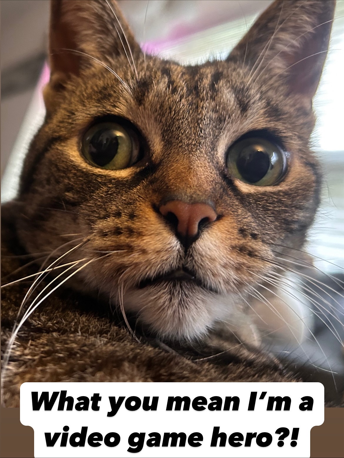 Play as Lana Leopard, leader of the Catraté Fighters, cats that know karate, and stop project Meow Alpha before it’s unfurled in this Gameboy game created by one person. This game plays like Legend of Zelda: Link’s Awakening meets Donkey Kong Land.
Get a limited handmade complete in box edition with a Clover Country ☘️ green cartridge, clam shell case, handmade box, handmade instruction manual and two exclusive 8-bit cat stickers or a more affordable loose gray cartridge with clam shell case! Find it on Etsy, at FullDino.com or in three stores in the SoCal area! You can also download the game for a buck on Itch.io and play it on your favorite emulator right now on your phone!
It’s less expensive than Gauntlet II or Metroid: Zero Mission and made with love! 🤟😸