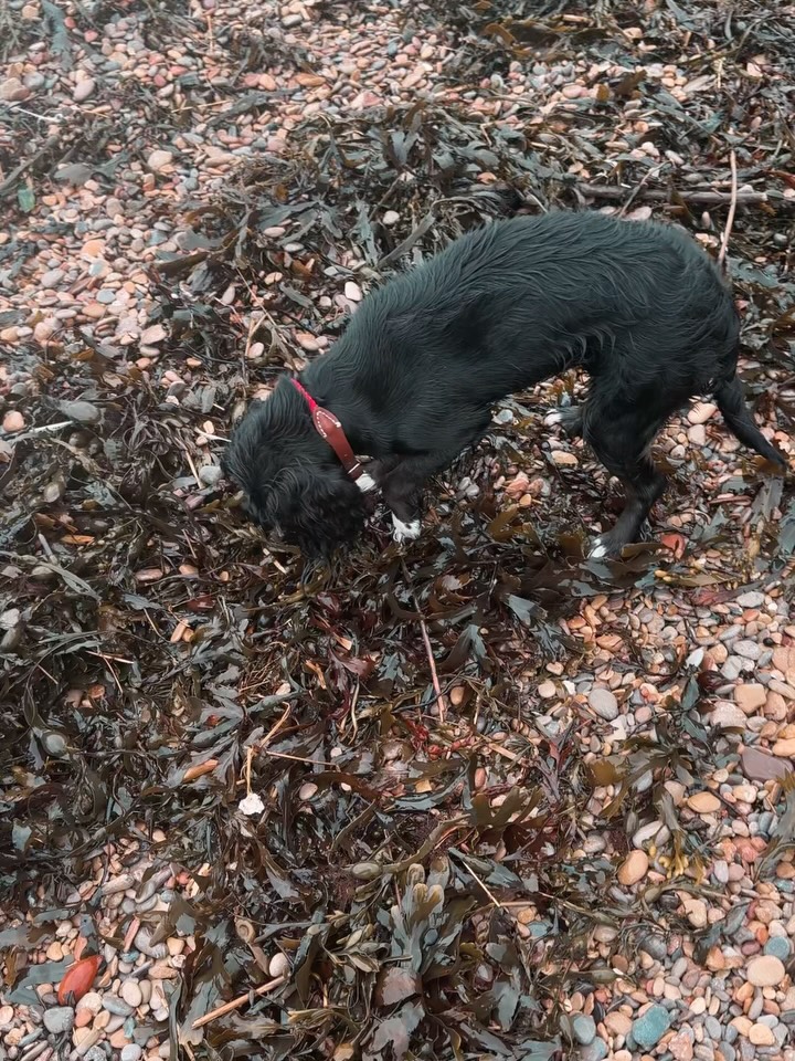 The last few weeks 👌🏽
1 - An impromptu drop in at the beach on a very breezy day, it was SO blooming invigorating. I also feel that in this new era of life I am feeling so much more than I ever have.
2 - lots of riding and a very happy pony doing it ❤️
3 - taking huge amounts of joy dressing mr Beau up and having him in our home now
4 - this guy is pure GOLD 💛
5 - she’s still a weirdo
6 - BD Nationals press lunch, rubbing shoulders with some very interesting people
7 - waterproofs back on 🌧️
8 - sign making for my sister and her boyfriends new home
9 - Arabella’s first competition in a year, very proud of her and argy ❤️
10 - Rainbows and white feathers EVERYWHERE, everyday, another way to know I’m on the right track
❤️
#recoveryispossible