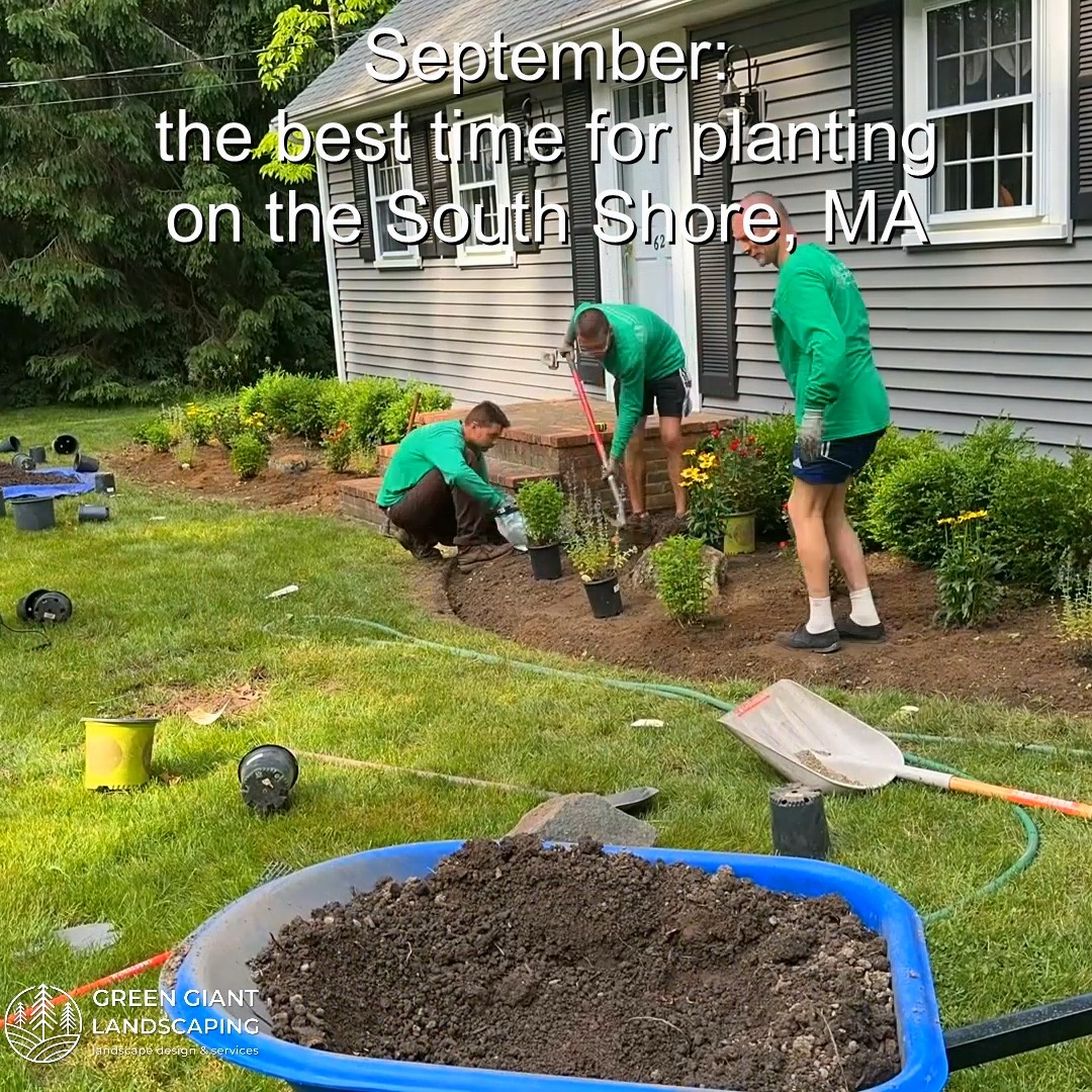 September: The Best Time for Planting on the South Shore, MA.
Green Giant Landscaping,
Southeastern, MA.
Call now for your free quote!
Landscape architecture
Planting
Land clearing
Tree and shrub care
Seasonal cleanups
Old overgrown shrubs removal
Mulch installation
Garden maintenance
Weed barrier fabric
Bobcat services
Professional Landscape Design.
https://www.greengiantlandscaping.com/post/september-the-best-time-for-planting-on-the-south-shore-ma
Phone:
+1 413-406-9094
#landscaping #landscapedesign #gardening #gardendesign #landscaper #landscapearchitecture #treeandshrubtrimming #mulch #Massachusetts #southshore #newton #boston #hingham #marshfield #scituate #NewtonMA #scituatema #milton #canton #wellesleyma #SpringCleaning #shrubtrimming #shrubcare #plantingdesign #gardentransformation #springcleanup #mulching #cobblestone #cobblestoneedging