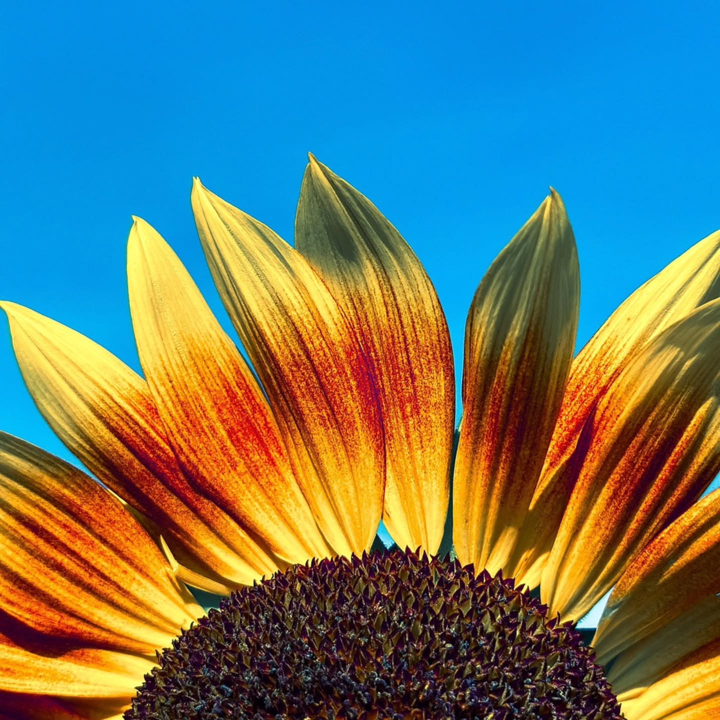 Someone else encouraged me with this thought today, so I'm passing it on:
Remember to put your phone down and get out in the sunshine. ✌️