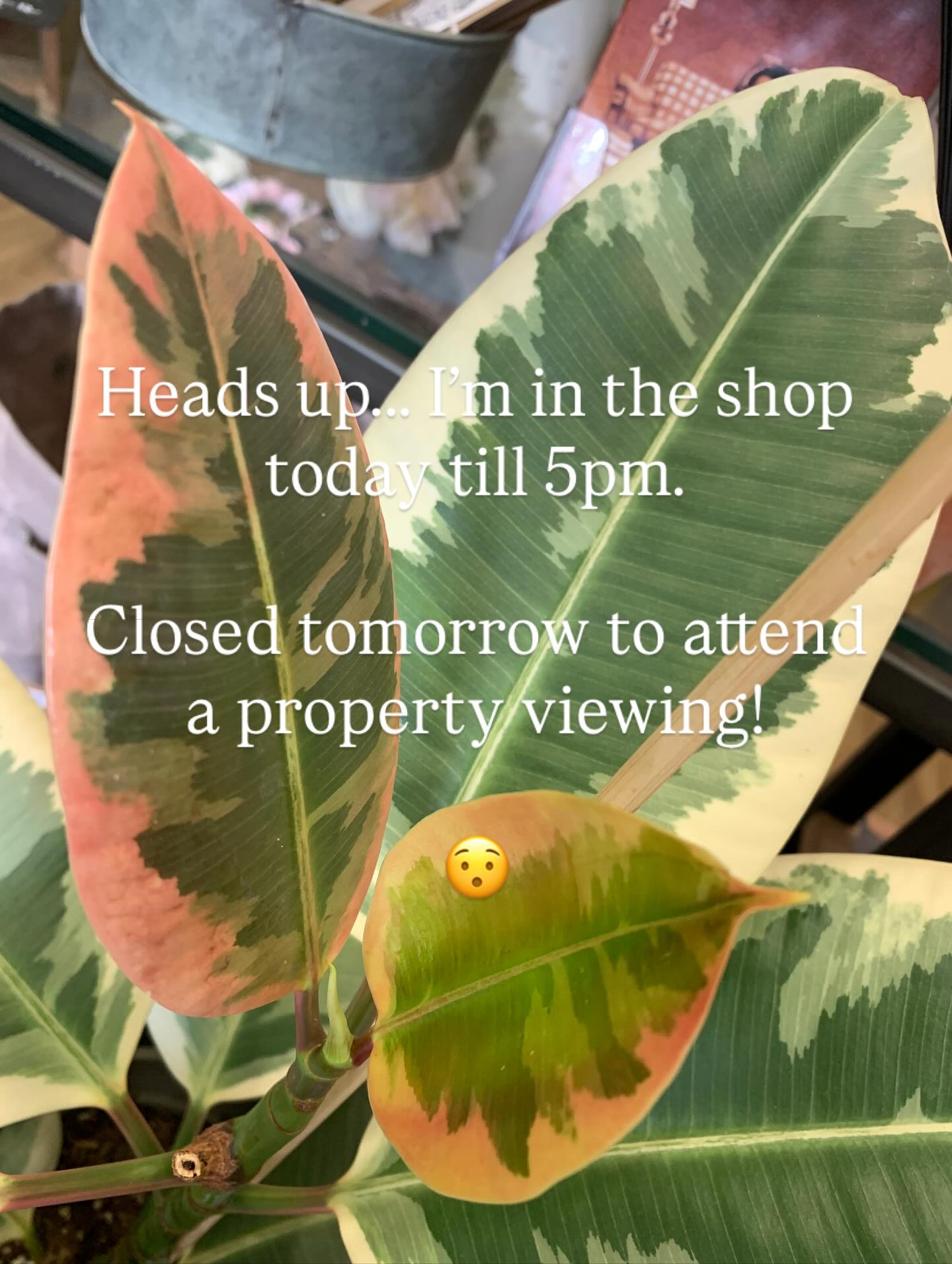 Heads up: I'm stuck in the shop until 5 pm today, and tomorrow I'll be on a top-secret quest to find my future hideout. That's all I'm permitted to say.
Meanwhile, check out this dazzling variegated rubber plant - it's calling your name! Go on, dm, you know you need it in your life 🪴
#rossvegas #houseplants #future #makingamove #shopsmall #supportlocal #rubberplant #timestheyareachanging #autumn #herefordshire #houseplantlove