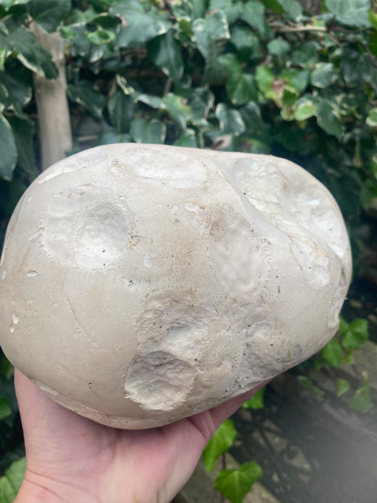 Thank you Trish @mei_loci_landscape_architects for the delicious puffball!! I had a go at making a puffball pizza and it was very successful! Cook a slice of puffball - I pan fried mine but you can bake or grill it too - then top with cheese and other toppings like artichokes and olives, then pop under the grill to melt the cheese. Delicious!!
If you’re not sure how to identify puffballs, the only thing that looks slightly similar are earthballs… the difference is earthballs are grey inside when you cut them open, small and scaly in the outside. Puffballs are like firm white marshmallows and if they’ve started to go over and produce spores, then they are yellow and soft inside and not edible anyway. Puffballs are very versatile and make great burgers, and a good tip is to give them a breadcrumb coating to give a variety of textures, plus they don’t have a strong taste so can take on flavours well. Enjoy!
#puffball #fungi #mushrooms #ediblemushrooms #fungus #autumn #foraging #forager #wildfood #mushroompizza #cornwall