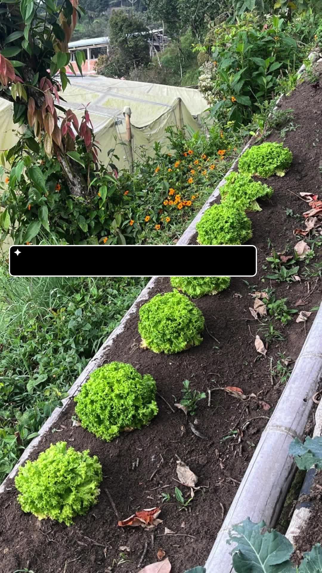 En Fieltrotex creemos que la tierra también recompensa el esfuerzo 🌿✨
De nuestra huerta nacen frutos frescos que son un regalo para quienes hacen parte de nuestra familia 💚.
#Fieltrotex #Huerta #Bienestar #CuidamosLaTierra