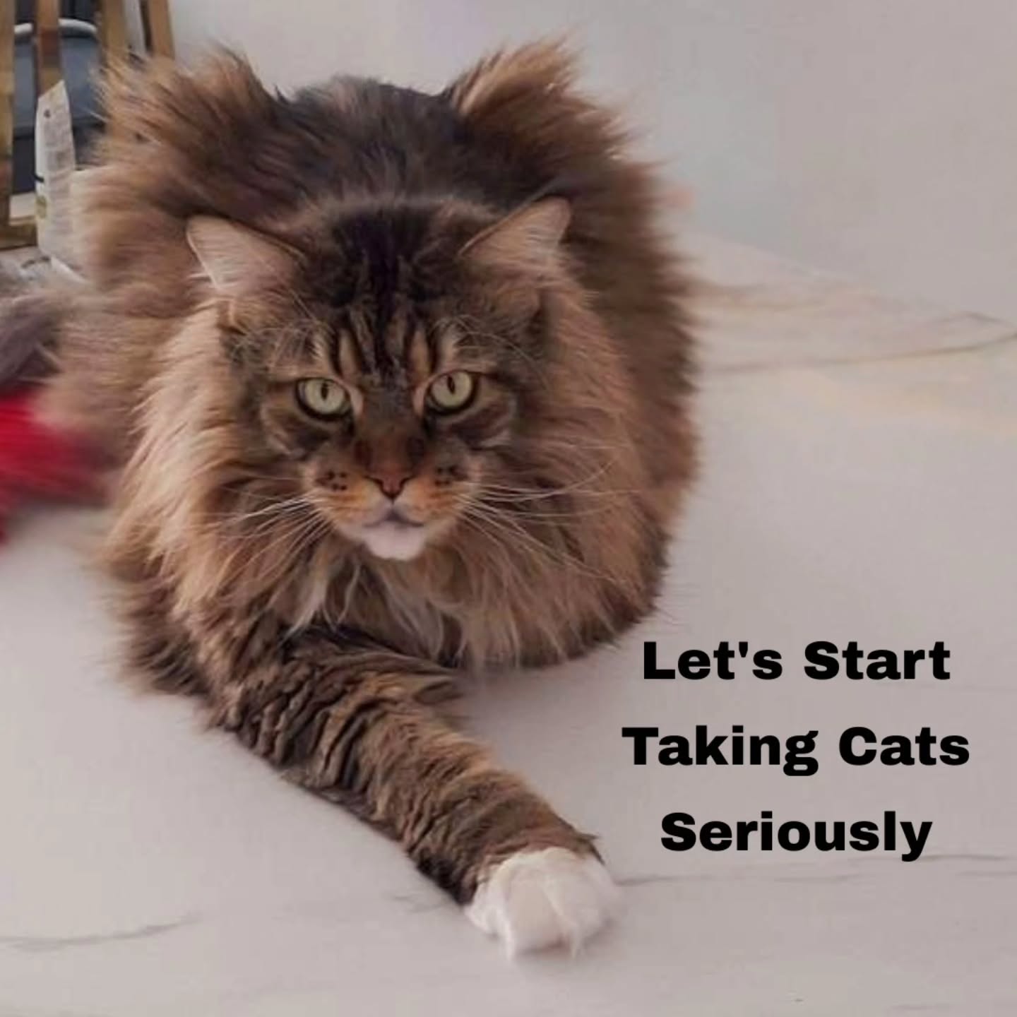 More and more cat parents are realizing that their feline family need care tailored just for them—not just “pet care.” Cats thrive on routine, gentle handling, and a stress-free environment. That’s where a dedicated cat sitter makes all the difference: keeping their daily rhythm on track, noticing subtle changes in behavior, and maintaining open daily communication with pet parents.
We’re here to give cats the professional, thoughtful care they deserve.
Because cats deserve the comfort of their own home—seriously.