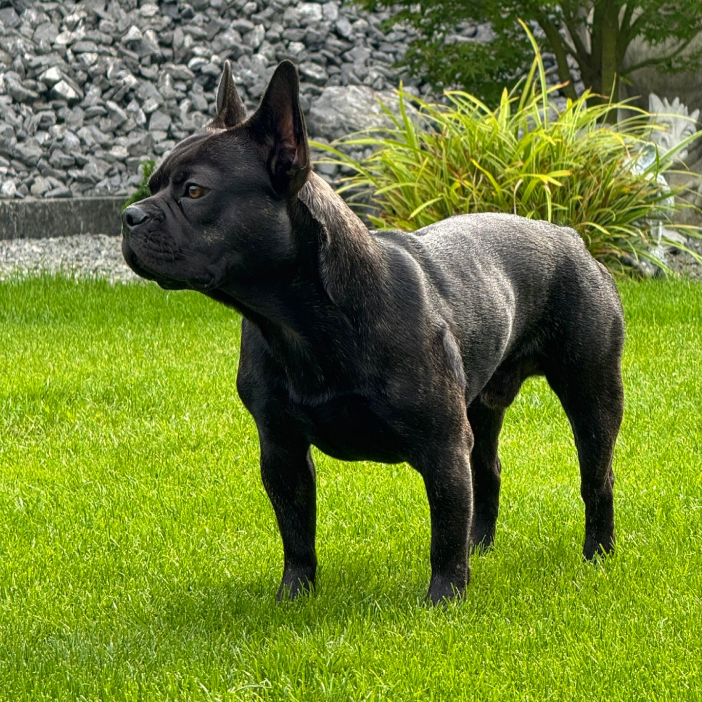 Iron. 😍💪🏻
Wunderschöner #Nachzuchtrüde in der Farbe black brindle.
Mega sportlich und muskulös, tolle Figur! 😍
Er und alle anderen i2-chens feiern übrigens heute den ersten Geburtstag 🥹❤️🎉
#AlphaBully #sportlichebulldogge #französischebulldoggen #bulldoggswithnoses #bullymitnase #healthyfrenchie #frenchiesofinstagram #sportlichefrenchies #nasenbär #retrofrenchie #französischebulldogge #französischebulldoggedeutschland #französischebulldoggeschweiz #bullysmitnase #frenchiebreeder #bulldoggezüchter