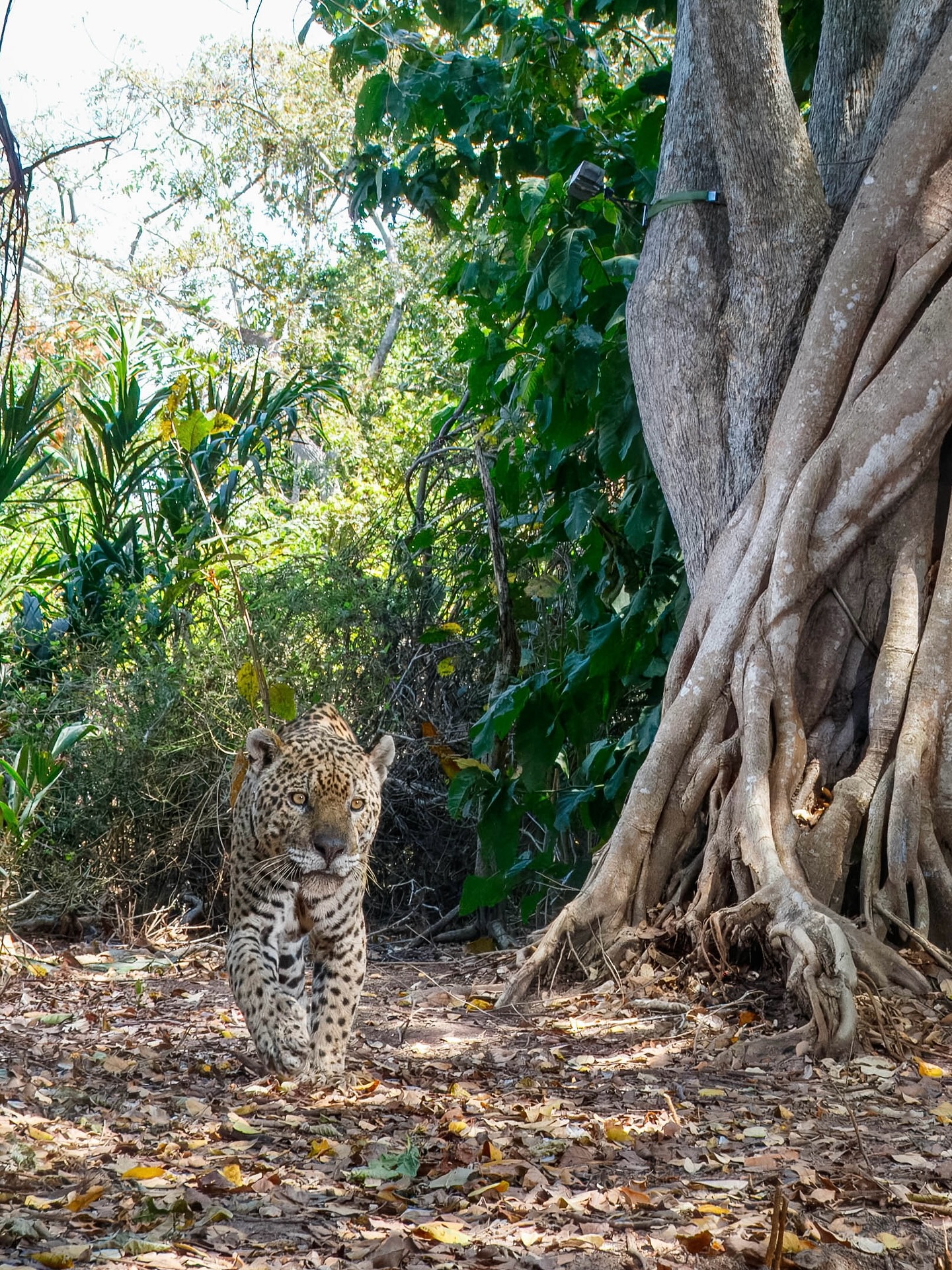 🐆 🇧🇷 OUSADO 🇧🇷 🐆
His name means “bold” or “daring” in Portuguese, and it couldn’t be more fitting.
First documented in 2020, Ousado’s story is one of resilience. In September that year, he was rescued as a young jaguar from a devastating fire, fitted with a radio collar, and released back into the wild at just 4 years old. Weighing 75kg, he has since grown into a strong male, holding territory around Arrombada, Rio Velho, and Corixo Negro.
Over the years, Ousado has been seen with multiple mates, and even in a dramatic fight with another male, Inka, in 2023. His survival and continued presence highlight both the threats jaguars face and their incredible strength when given the chance to recover.
🌿 Every encounter with Ousado is a reminder of why long-term monitoring and conservation are essential in the Pantanal.
Captured via DSLR Camera Trap in collaboration with @jaguaridproject & @wildcatimagingproject 🐆
#Ousado #PantanalJaguars #JaguarIDProject #BigCatsOfTheWorld #WildCatImagingProject #ConservationInAction #PantanalWildlife #SmallCatsBigImpact