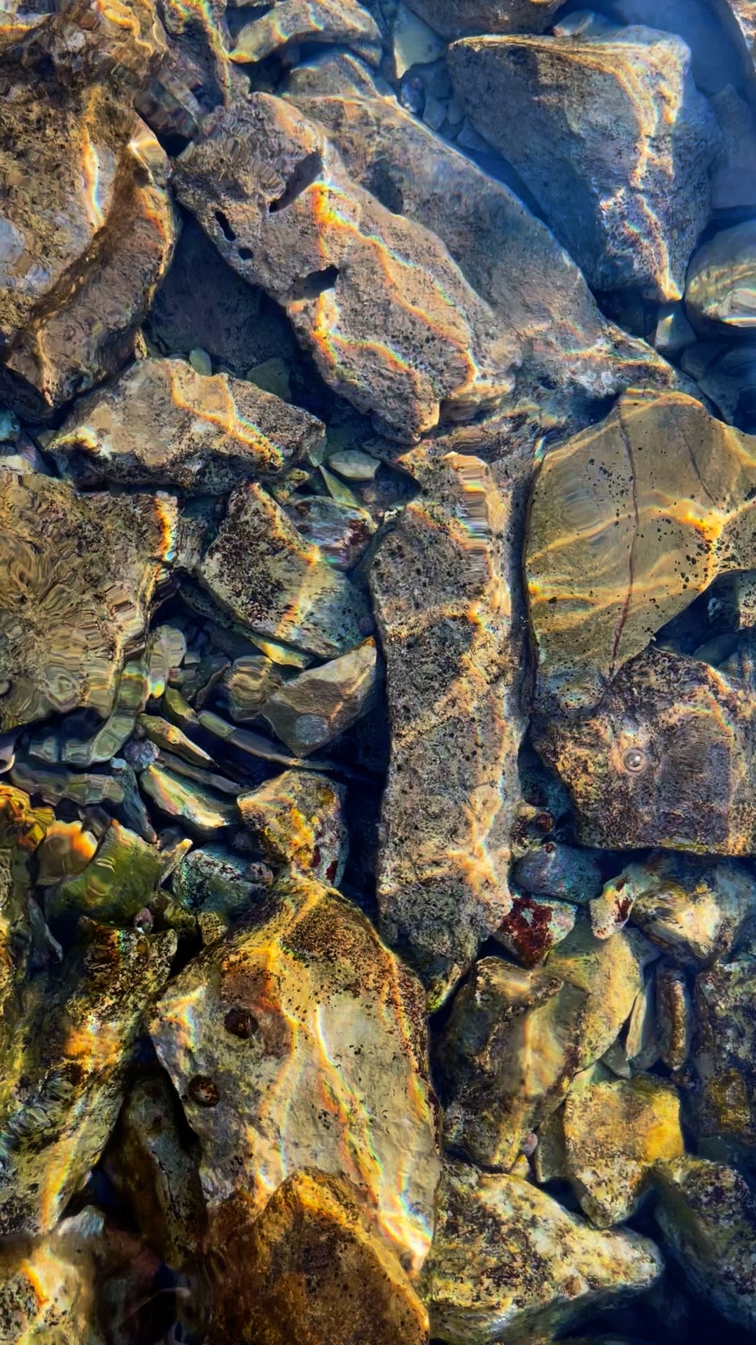 Tropic Marin® Nitribiotic - Probiotic and nitrifying bacteria for saltwater and freshwater aquariums
Tropic Marin® Reef Actif - Food for bacteria - To promote the natural microbiology in the saltwater aquarium
#tropicmarintanks #tropic_marin #tropicmarin #aquaunited #nitribiotic #reefactif #eatsleepreef #allmymoneygoestocoral #reefporn #reefers4reefers #reeftank #reefaquarium #reef2reef #seafari #nanoreef #saltwateraquarium #scireef
@tropicmarinusa @tropic_marin_br @tropic_marinarg @tropicmarinperu @aquarium_planet_cr @scireef @aqua.united.gmbh