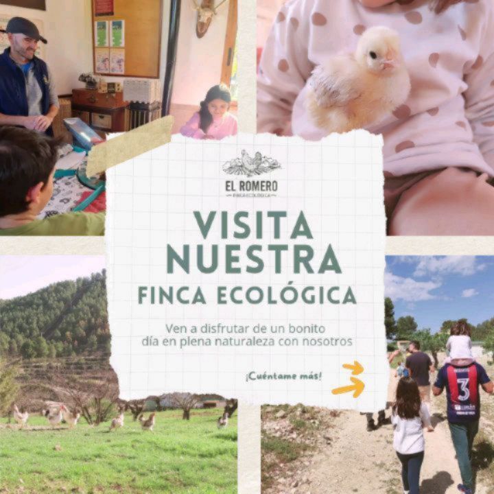 🌿✨ ¡Vuelven las visitas a la finca El Romero! 🐔🥚
Nos habeis escrito mucho preguntando por las visitas y… ¡por fin regresan! 🙌
El próximo sábado 4 de octubre inauguramos la primera visita de la temporada.
🍃 Pasea con nosotros en plena naturaleza
🐓 Conoce nuestras tres razas de gallinas autóctonas
🥚 Descubre curiosidades del huevo y el sello 100% Raza Autóctona
🐣 Y si coincide con los nacimientos… ¡hasta podrás ver pollitos recién nacidos!
Además:
✅ Degustación de nuestros huevos
🎁 Un obsequio especial para cada visitante
📍 Horario: 11:00 a 12:30h
👉 Reserva ya tu plaza en nuestra web (link en bio).
#visitafincagallinasecologicas #visitasenfamiliamurcia