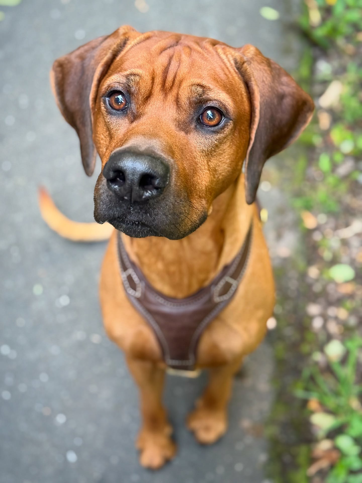 Ich schwöre, das Leckerli war hier irgendwo… 🤔
#ChanceTheRidgeback #RhodesianRidgeback #RidgebackOfInstagram #Hundeliebe #Hundeaufinstagram #Lieblingshund #DogsofInstagram #Fellnase #PawfectLife #Vierbeiner