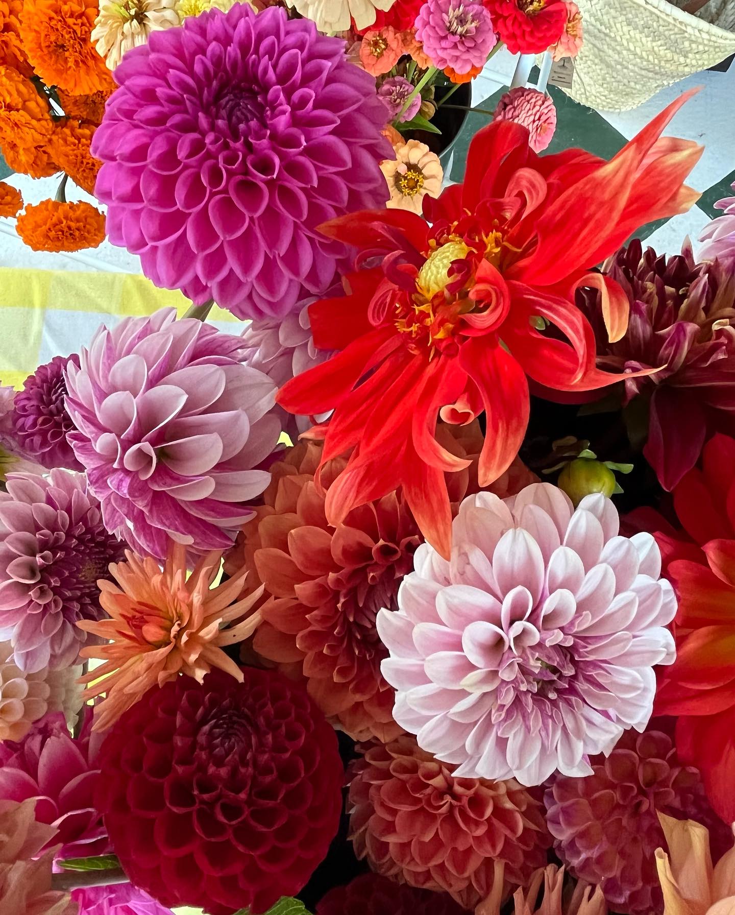 We have more dahlias than we know what to do with, so today we’re shaking things up today by offering a 🌻BLOOM BAR🌻 — where you select the individual stems you want to make your own bouquet!
Unbelievably gorgeous dahlias, giant marigolds, zinnias, sunflowers… (the photos do NOT do them justice).
We’re also making our 🌻signature bouquets🌻 on demand!
We hope you’ll stop by! Tell your neighbors! Bring a friend!
Sat & Sun
11:30am-5:00pm
#dahlias
#zinnias
#dahliaseason
#dahliasofinstagram
#upstate
#flowershop
#flowerstagram
#ayearinflowers
#catskillsny
#greatercatskillmountainregion
#upstateny