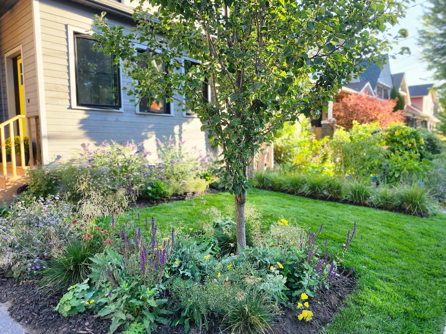 In just a few months this front garden went from weeds to pollinator haven real quick! As we go into the fall it’s still abuzz with Asters, Buddleia, roses, Achillea, and Echinacea, just to name a few. We can’t wait to see this one continue to evolve! 🐝🦋🌸☀️🤩
@greenhorizonsod smart spectrum sod installed by: @spring_man_canada
#lunagardenscapes
#torontogardens
#torontogardeners
#torontolandscapes
#pollinationstation
#torontolandscapedesign
#torontolandscapers
#pollinatorgarden
#womenintrades