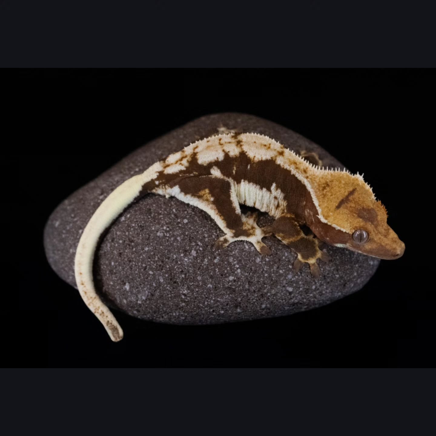 Love how this beautiful girl is turning out, she will be apart of our Ax Lilly project and is going to produce some superstars when she's ready! #crestedgeckos #crestedgecko #reptilelover #reptilesofinsta #reptiles #gecko #geckos #geckosofig