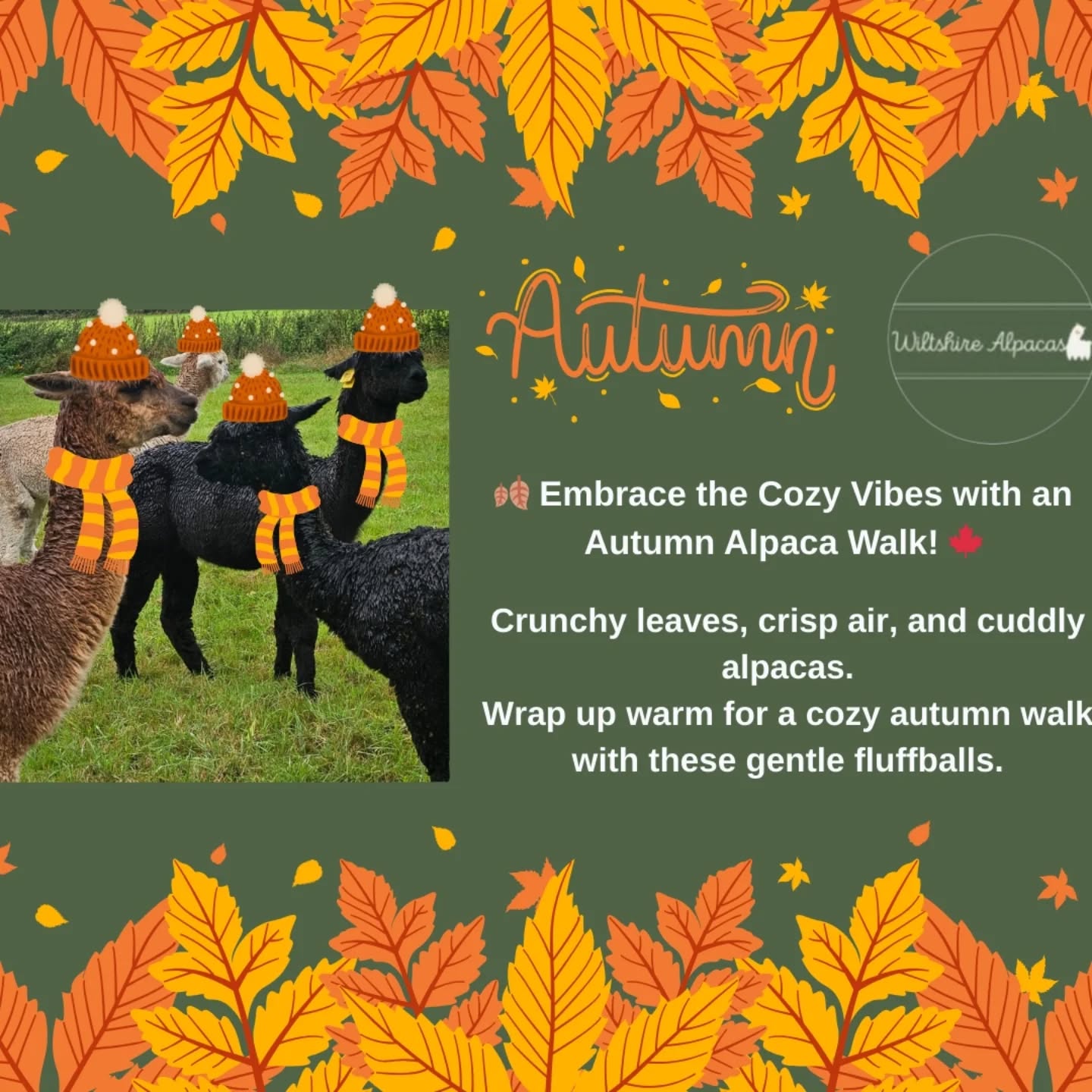 Start your autumn on the right foot. Embrace the season and get all cozy on a alpaca walk.
Book now (Link in bio)
#alpacaexperience #alpacalove #alpacaadventures #alpacas #alpacatrekking #alpacawalking #wiltshirealpacas #wiltshireadventures #naturewalks #autumnvibes #cozyvibes