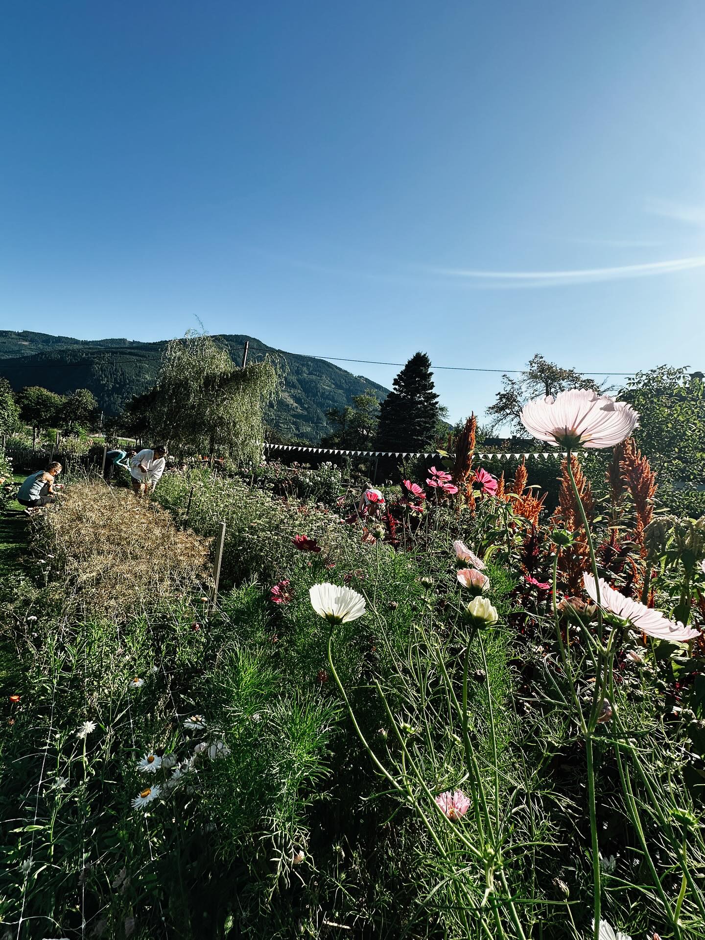 Oh jetzt spürt mans ganz deutlich: der Herbst ist da! Die Blumen blühen so stark, dass man fast das Gefühl bekommt, sie wollens uns nochmal so richtig zeigen!
#derherbstistda
