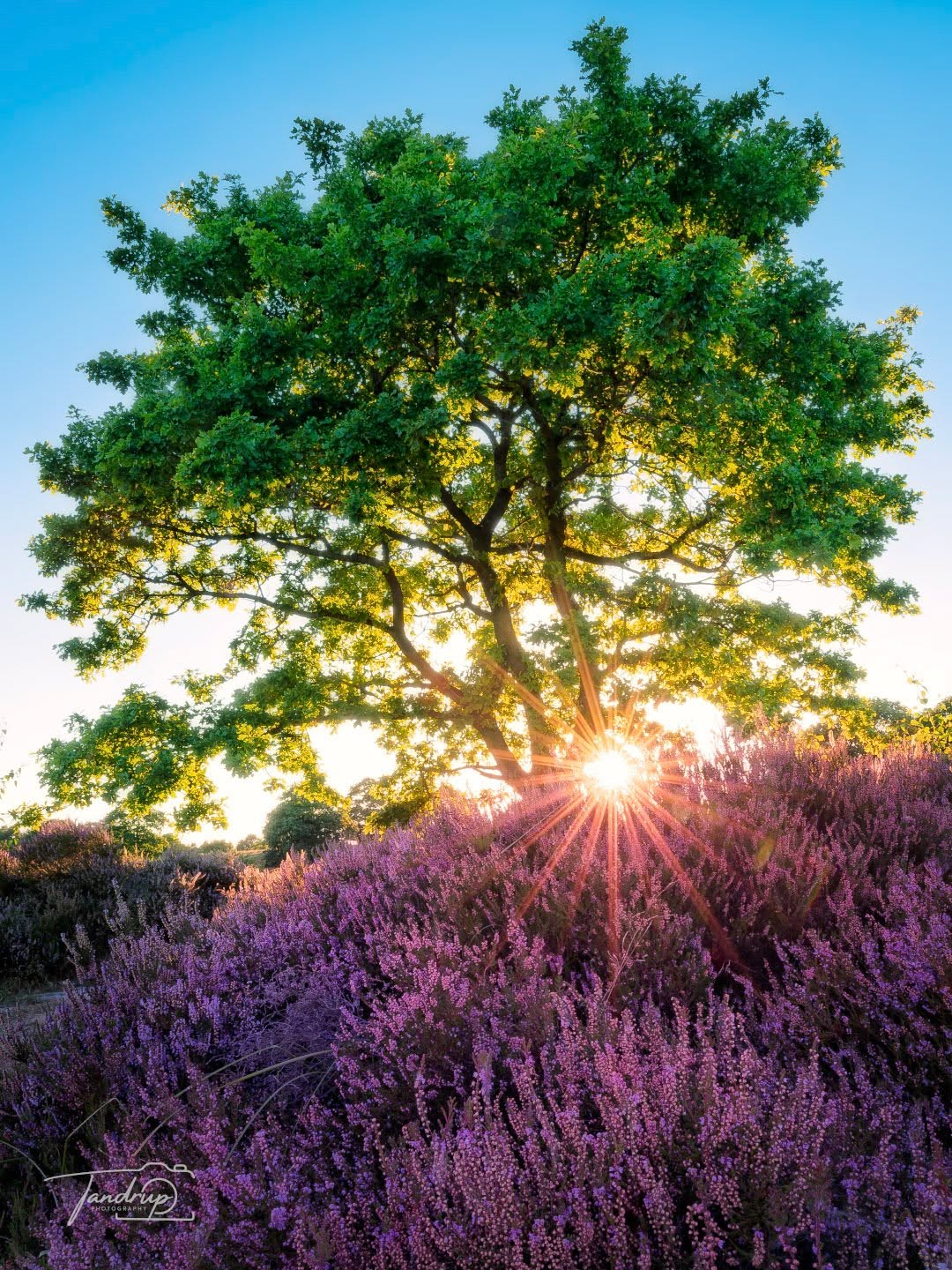 Aftenlys over lyngen ☀️
-
-
-
#sunsetvibes #heathland #nordicnature #landskabsfotografi #tandrup_photography #moodylandscapes #denmark_insta #visitdenmark #outdoordk #skovognatur #micheltandrup #dknatur #naturområder #beautifuldenmark #sunflare #landscapephotomag #heathermoors #dollerupbakker #eveninglight #purpleheather #exploredk #naturperler #danmarkbilleder #northernlightsandlandscapes #sunsetphotography #total_denmark #snapp_september25