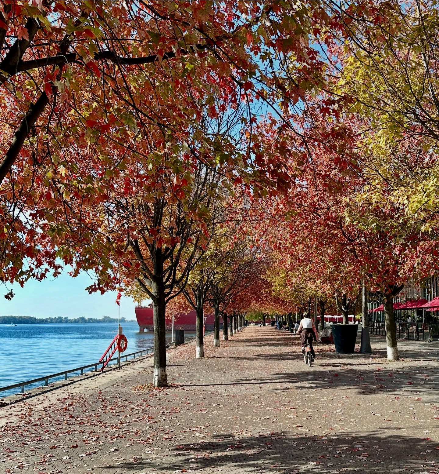 Cooler breezes, fiery leaves, and golden sunsets - fall cycling season has arrived in Toronto! After a hot, sticky summer, there’s nothing better than gliding along the waterfront with crisp air in your lungs and colours crunching under your wheels. 🚴🏼♂️✨
Whether you are chasing harbour views, weaving through autumn leaves, or pausing for a lakeside moment, fall cycling is magical.
Who’s ready to cycle into sweater weather? 💨
#BikeTours #TorontoWaterfront #PedalToronto #GuidedTours #LocalGuides #DestinationToronto #DestinationOntario #TravelCanada #FallColours #ExploreToronto #CyclingLife