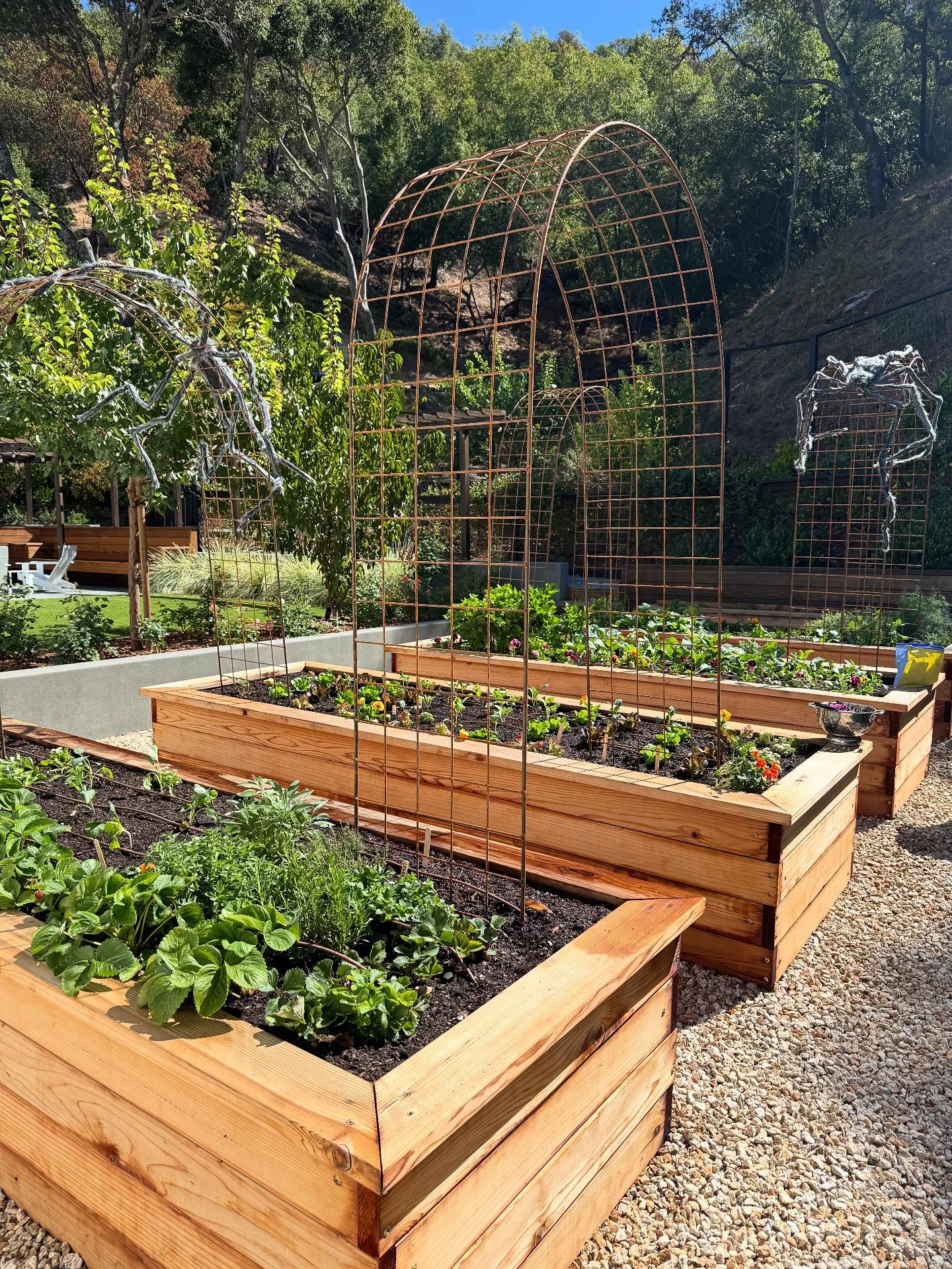 When I visited our San Rafael maintenance property today, I was thrilled to discover Kate's garden was already planted with cool season vegetables! I stayed for while to fill in a few gaps with seeds and starts, but it looked so wonderful!
Seeing my client successfully apply her newfound knowledge and skills to create this stunning space was truly fulfilling. My aim is to empower clients with the skills to learn, grow, and have a successful garden independently. Kudos to Kate - you're an exceptional gardener!
#yardtotablemarin
#fairfaxcalifornia
#sananselmo
#backyardfarmer
#growyourownfood
#ediblelandscape
#vegetablegardening
#marincountyliving
#eatyourveggies
#bayareagardening
#suburbanhomestead
#earthfriendly
#lesswaste
#lesswastejourney
#goinggreen
#intentionalliving
#yayforearth
#lowwastelifestyle
#slowliving
#consciousliving
#suburbanhomestead
#seachangejourney
#lovemotherearth
#organicgardening
#kitchengardendesign
#kitchengardens
#foodscaping
#yardtotable