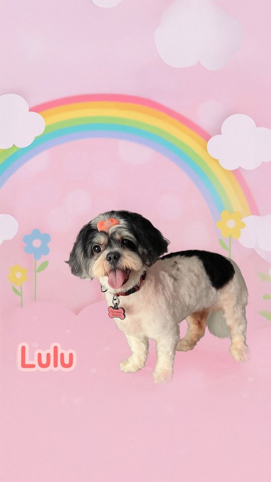 ✨🐾 Fresh, Fluffy & Fabulous! 🐾✨
Say hello to Lulu 💕—our sweet Shih Tzu who just had her spa day with Groomiez Mobile Grooming 🚐✂️🐶
From gentle brushing to a perfect trim, Lulu is looking paw-sitively stunning and ready to strut her stuff! 🐾✨
Why stress with trips to the salon when Groomiez comes right to your doorstep? 🚐💨 Convenience + Care = One happy pup 🐶💖
👉 Book your furry friend’s next spa day today!
#ShihTzu #DogGrooming #MobileGrooming #Groomiez #FluffyLulu #PamperedPup