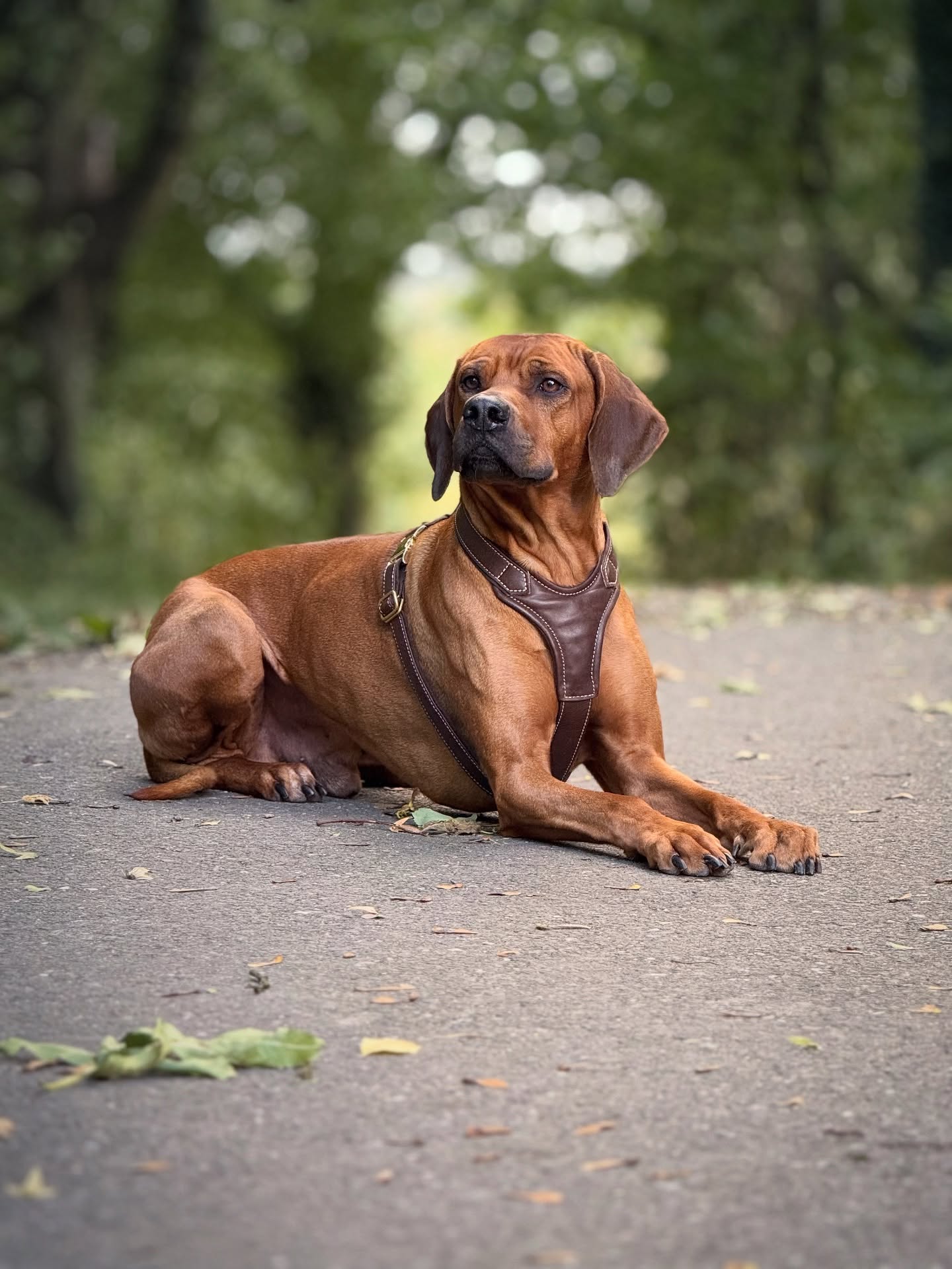 Wenn Du für das perfekte Bild posierst, aber Ivy einfach zu verlockend ist, um nicht hinzuschauen…😍📸
#rhodesianridgeback #ridgeback #ridgebacklove
#🐶