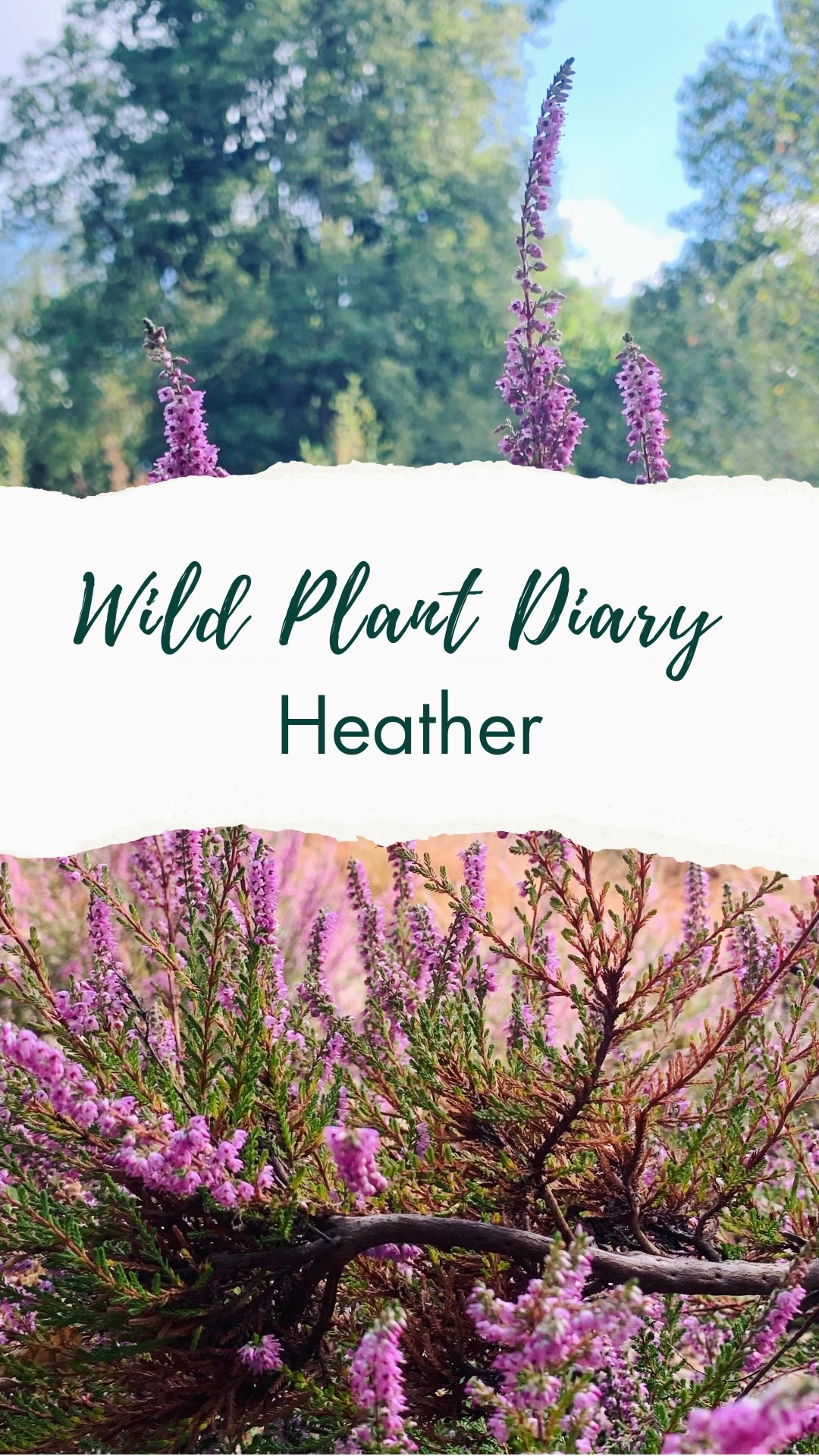 🌸🌱Wild Plant Diaries, day 5🌿
Today I went for a quick stroll in the woods between school drop off and baby yoga 🧘♀️
I couldn’t help but notice that the Heather is already starting to go brown in some areas, reminding us how fleeting natures blooms can be.
I sought out some that was still purple and took a moment to treasure how beautiful it looked.
Heather is a plant that most people have heard of but few realise its traditional uses, including for making brooms!
It’s got a long history of use in herbal medicine. It’s a diuretic so is often used for cystitis and it’s I also anti-inflammatory.
⚠️ Note: Contains arbutin (also found in bearberry). Long-term or high doses aren’t recommended. Best avoided in pregnancy, breastfeeding, or if you have kidney conditions without guidance.
🌸🌱Wild Plant Diaries, day 5🌿
I’m sharing the plants I spot in everyday life to show how easy (and joyful!) it is to notice the wild friends growing around us. A world where we know them is a better one—for us and for the planet. Follow @love_wild_plants to join the journey. I’ll be back tomorrow ✨