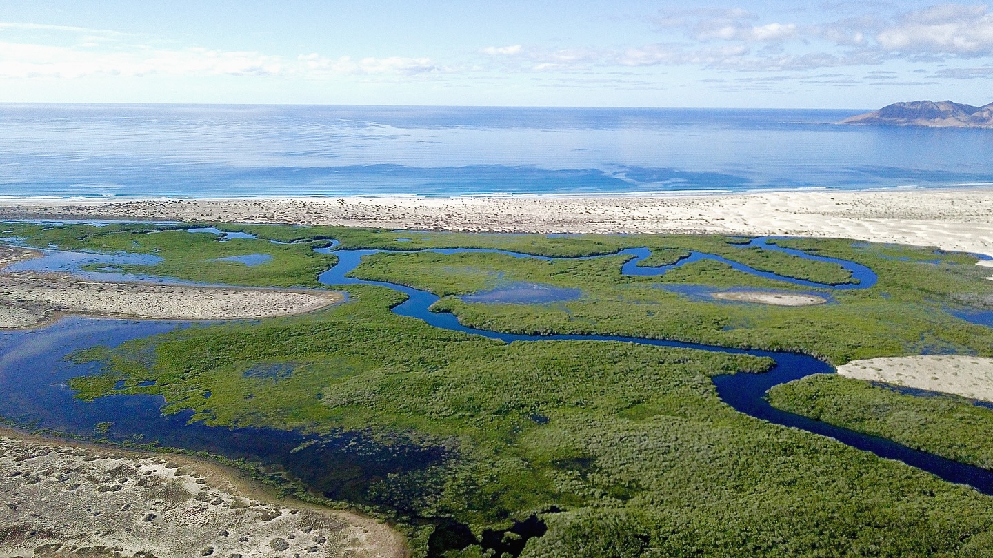 🌿✨ Manglares de Bahía Magdalena, Guardianes Azules ✨🌿
Bahía Magdalena–Almejas, en Baja California Sur, es reconocida como Sitio Ramsar de Importancia Internacional por la riqueza y extensión de sus manglares.
Aquí encontramos tres especies principales:
🌱 Mangle rojo – raíces zancudas que dan refugio a peces y crustáceos.
🌱 Mangle negro – hojas que filtran la sal y protegen la costa.
🌱 Mangle blanco – clave en la transición entre tierra y mar.
Estos ecosistemas son esenciales porque:
✅ Funcionan como guarderías naturales para peces, jaibas y camarones.
✅ Son hogar de aves migratorias, tortugas y mamíferos marinos.
✅ Protegen la costa de la erosión y los huracanes.
✅ Capturan grandes cantidades de carbono azul, vital contra el cambio climático.
Cada vez que remamos entre ellos, recordamos que los manglares no solo embellecen el paisaje, sino que son la base de la vida en nuestra bahía. 🌊💚
📍 Puerto San Carlos, B.C.S.
#MurillosBros #BahíaMagdalena #Manglares #RAMSAR #EducaciónAmbiental #TurismoComunitario