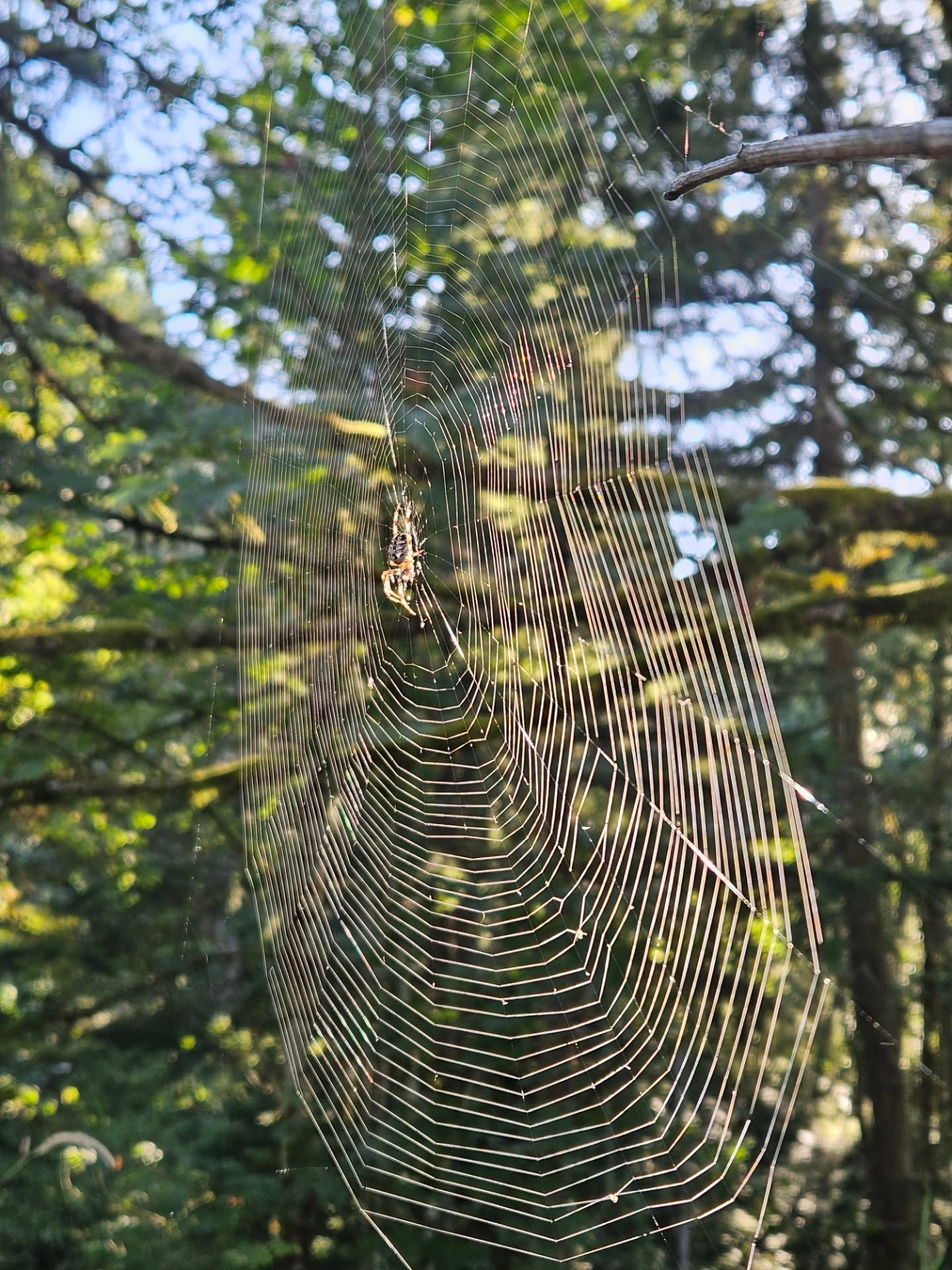 Today was a warm day and the last bita of preparation for tomorrow's event are wrapped up.
Tomorrow will be a day of community, togetherness and release.
I've spent the evening creating my first workshop of Walking with Medusa for you. As we journey together and meet Medusa face to face. Heal what has scorched this earth one step at a time. And come out stronger in the end.
Walk with me sisters as we embark on this road to empowerment together.