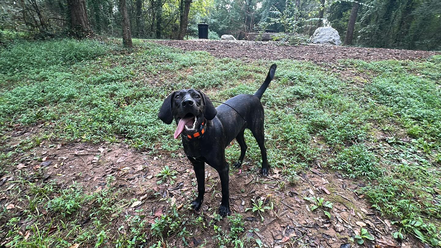 Amelia aka Millie is 100% off leash