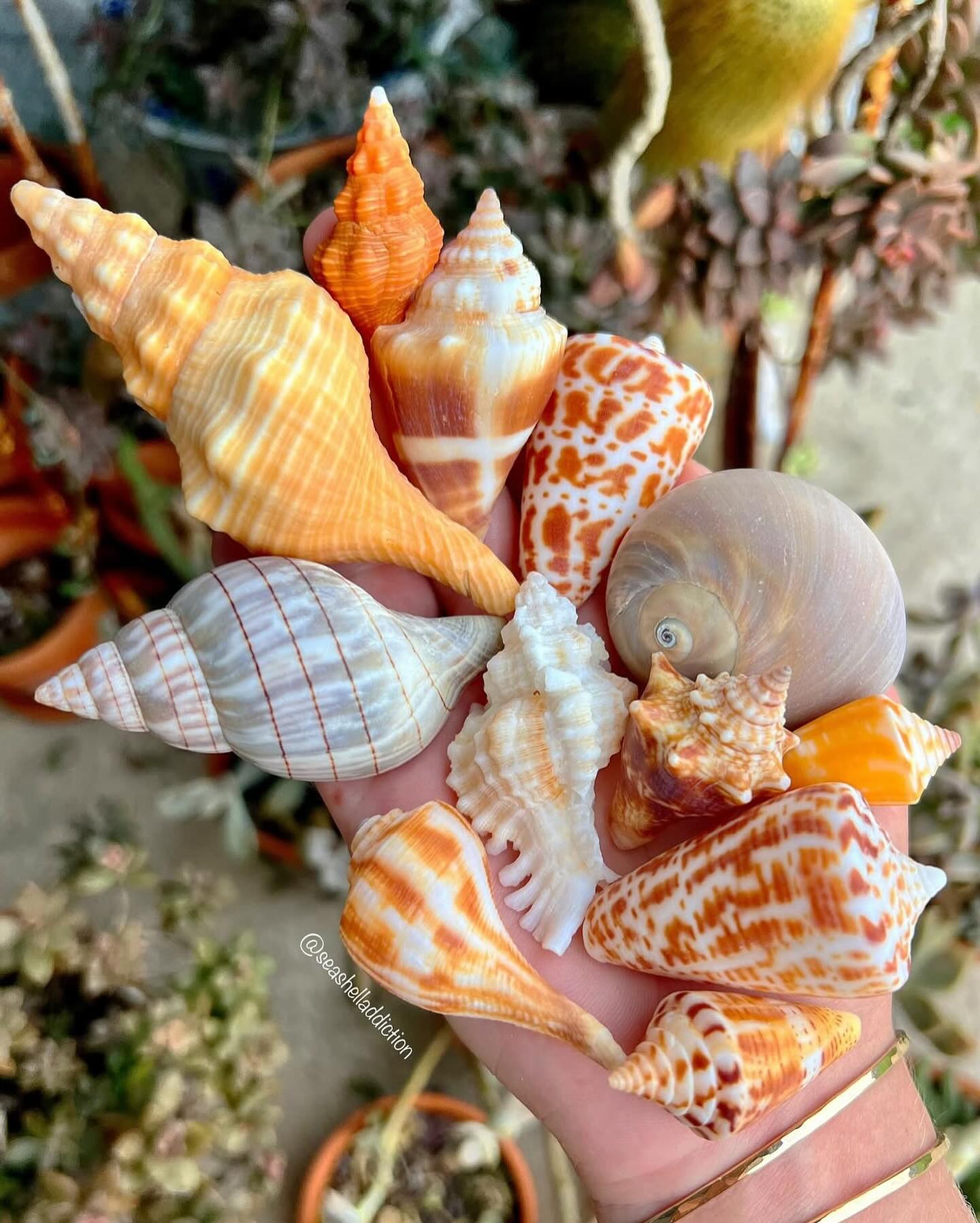 Nice find- 🙌 @seashelladdiction 🐚
.
#pensacola #pensacolasmallbusiness #supportlocalbusiness850 #850 #thingstodopensacola #gulfbreeze #destin #thingstododestin #movingtonwfl #movingtopensacola #movingtodestin #fortwaltonbeach #navarre #buyingnwfl #sellingnwfl #thingstodonavarre#navarresmallbusiness #fortwaltonsmallbusiness #floribama #gulfcoast #emeraldcoast #allthingsemeraldcoast #realestatepensacola #navarrerealestate #destinrealestate #gulfcoastproperty #propertiesforsale850 #xmarksthespot