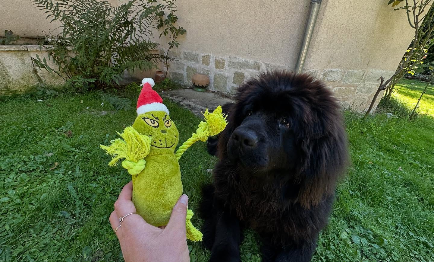 Bon ouais j’ai craqué j’ai commencé à fêter Noël 😂
#newfie #terreneuve #grinch #noël