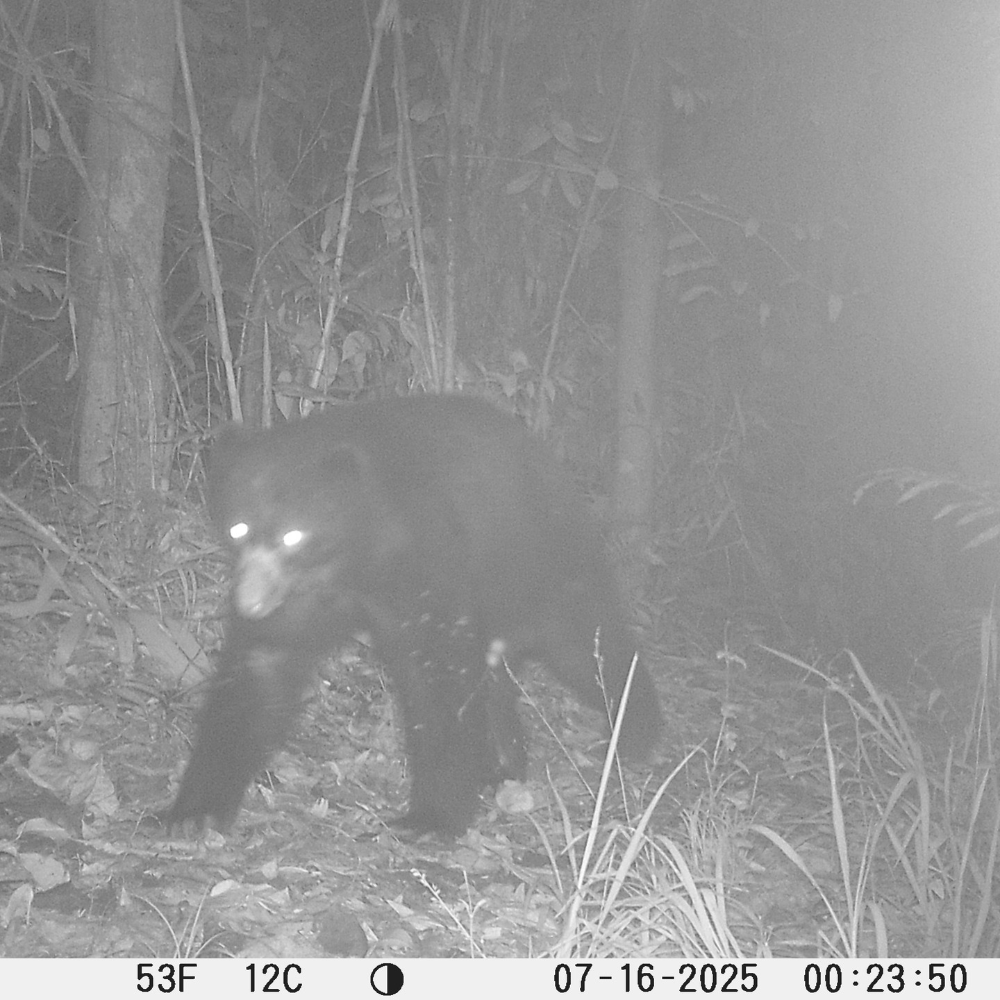 This is the first time we record an Andean Bear (Tremarctos ornatus) roaming the Santa Lucía Cloud Forest Reserve around midnight. In almost ten years of camera trapping all bear footage was recording during day time.
One's gotta wonder what kicked that poor bear out of bed that night back in July.