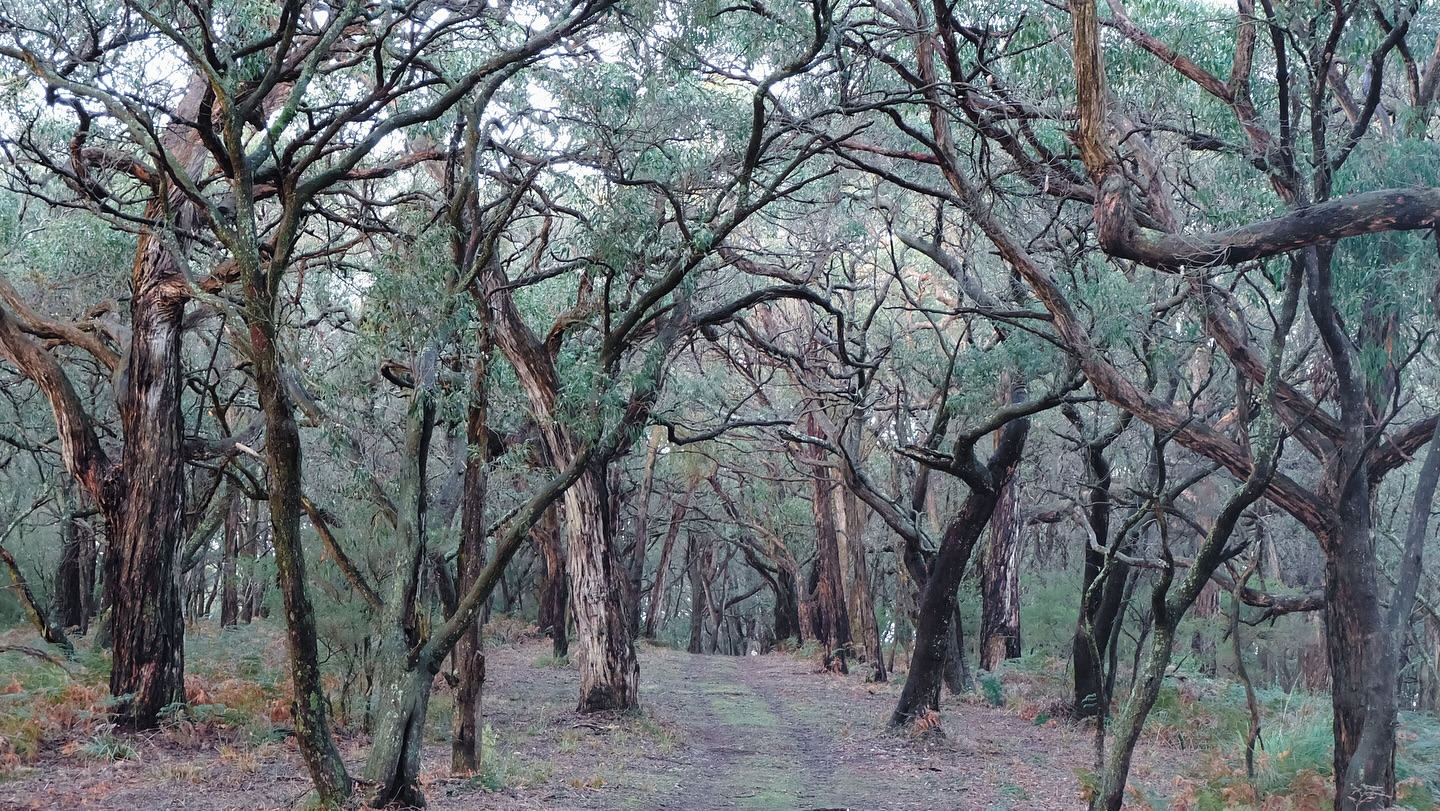 🌿 Ecological Survey Underway at Cape Liptrap Coastal Park!
We’re excited to share that our ecological survey to document threatened flora in parts of Cape Liptrap Coastal Park is officially underway!
We’re thrilled to be working with Dylan from @ecological_perspective in the Walkerville–Waratah Bay section of the park to formally document what we already know to be a highly valuable part of the regional biolink.
A huge thank you to the @marinuslink Community Grants Program for making this survey possible, and to @parksvic, @southgippslandlandcare and the Gippsland Threatened Species Action Group for their ongoing support.
🌱 Why are surveys a core part of Prom Coast Ecolink?
To create a connected network of biolinks from the rainforest to the coast, we first need to understand where key patches of environmental significance are located. Our focus spans from the Strzelecki Ranges to the Prom Coast, via the Hoddle Range.
These surveys also help inform targeted management strategies in ecologically sensitive areas like Cape Liptrap. For example, by addressing threats from invasive species such as Poison Elegant-berry and deer, and by supporting the protection of significant native species like the Netted Brake, Powerful Owl and Morepork.
“Cape Liptrap, Waratah Bay and the western Hoddle Range support a diverse range of vegetation types. The underlying geology, coupled with varied geomorphology, hydrology, localised climate and fire history, has created a region that sustains a diverse and uncommon assemblage of unique plant communities.”
— Ecological Perspectives
We also work with private landholders in our focus area. Reach out if you are interested in being part of this project!
#CapeLiptrap #FloraSurvey #PromCoastEcolink #EcologicalPerspectives #Biodiversity #Conservation #MarinusLink #ThreatenedSpeciesActionGroup #SouthGippsland #Biolink #Environment #NatureConservation #SouthGippslandLandcare #PromCoast #Wilsonspromnationalpark #Strzeleckiranges #powerfulowl