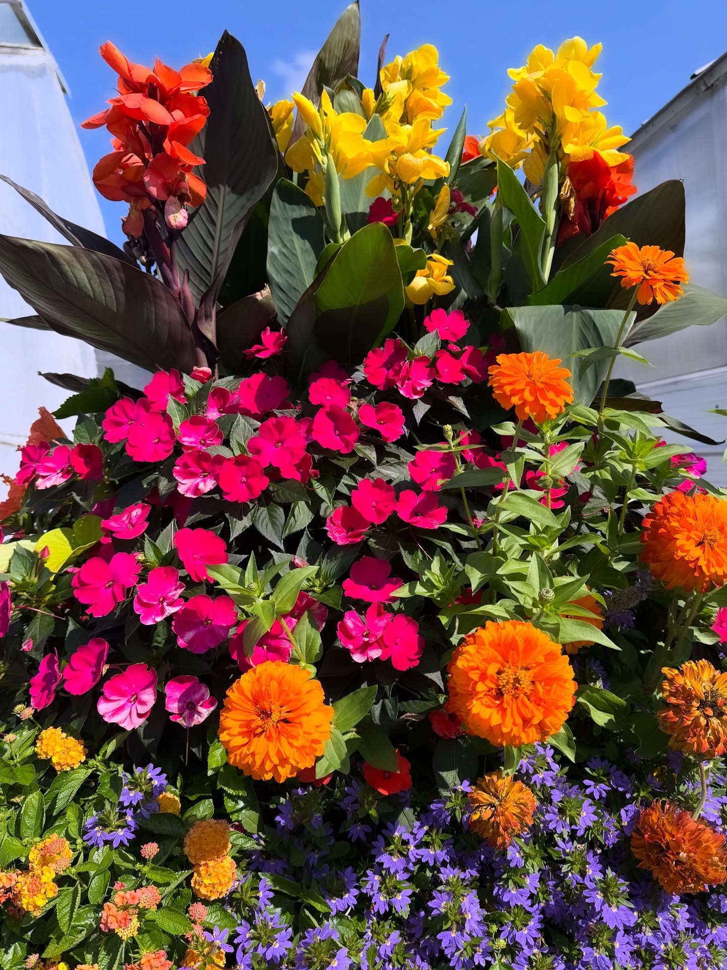 Bold, bright & overflowing, this is how we love to see our plants finish the season 🌸🌿🌼