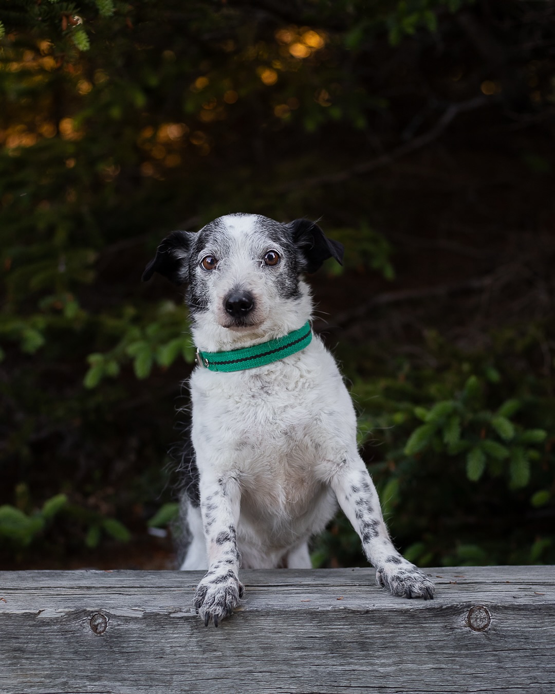 ✨ Happy Friday y’all! ✨
#novascotia#ns#novascotiaphotographer#petphotographer#petphotography#pets#animals#dog#dogportrait#eastcoast