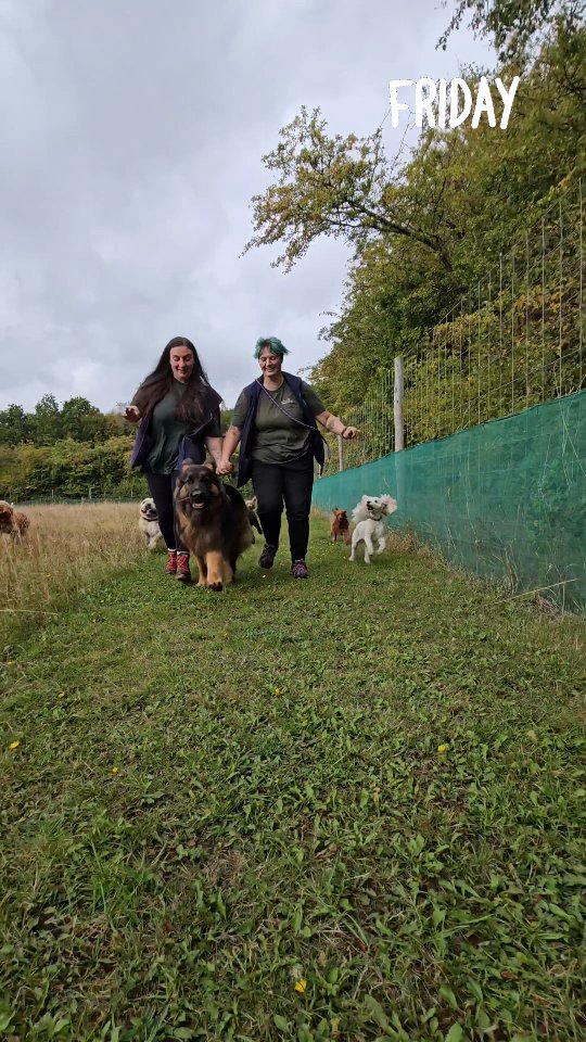Running into friday with friends 🐾 the best kind of days 🥰
#doggydaycareuk #workingwithdogs #packgoals🐶 #bestfriends
