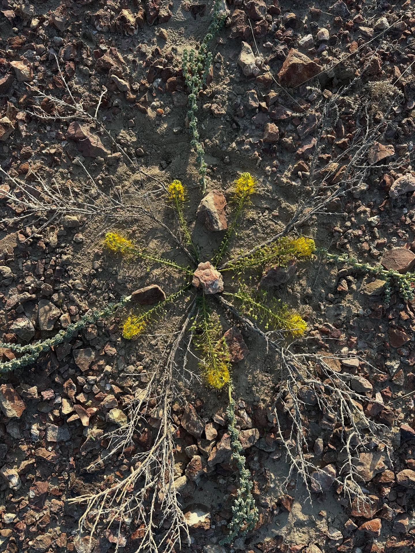 How to move through your 30’s - Messages From a Medicine Walk
All your rough edges make you beautiful - The Red Rock 🪨
Fly together, but not too close together - The Birds 🪶
The Desert Mountains have curves just like you and no one tells them they are wrong. - The Desert Mountains
Hold the water and mana of life even in the most barren of circumstances - Plant 🌱
If it’s too hot, it will kill you…This goes for people too. - Dead dragon flies in the hot springs
Community makes you stronger - The Reeds 🌾
Where you sit may look welcoming but it can be deceiving - The Grasses
Death will come out of nowhere, it will surprise you, let it be beautiful. - Bones 🦴
Sometimes there will be a lot of of death and it will be shocking. Salvage what you
can and walk away - More Bones
Most people that look hard on the surface are very, very soft on the inside - Sediment
Sometimes you will have to pick up after people’s shit, but it’s not all your responsibility - Trash
There will always be more death like there will always be more life - More Bones ☠️
Sometimes the way that calls you leads to more death. And won’t actually be able to get you where you want to go. But there will be a lesson there for you. - The Wrong Path
Most of the time it looks like there’s a barrier to where you want to go, but it’s all in your head. Just walk through. - Where there was once a gate
All people want is to feel respected, When people feel respected, they want to know you and be known by you - The man whose property I was accidentally on because there was no private property sign
Clean up after yourself, that goes for emotionally too. It will take time. There is no need to rush. The sun is shining. You will always get to where you’re going, and where you need to be. - Fin
.
.
Thank you @mornintal and @morningaltars for your ritual magic and influence in my life. Love you both 💞