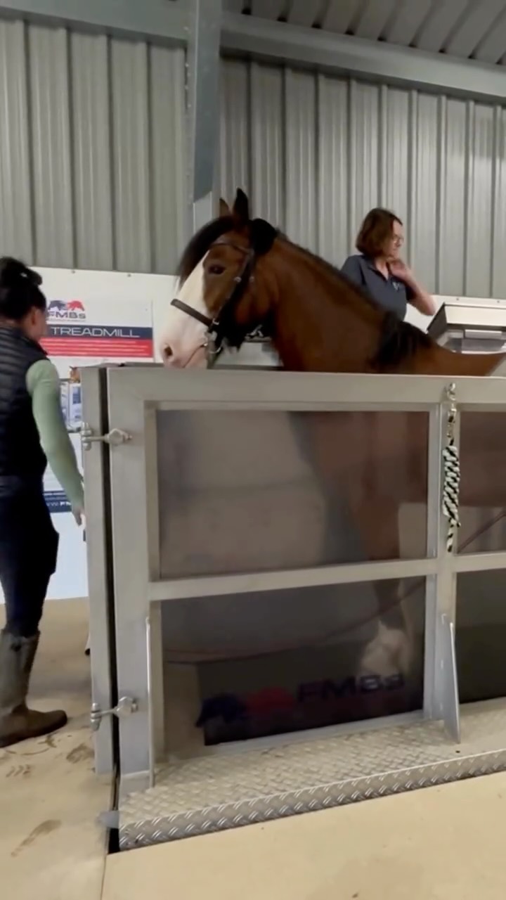 From anxious arrival to confident pro – here’s a little glimpse into how we introduce horses to the water treadmill 💦🐴.
Every introductory session is completely tailored to the horse in front of us – their pace, their personality, their comfort level.
Building confidence step by step is what sets them up for success 💪🏼⭐️
#equinehydrotherapy #equinerehab #horsefitness #equinewellness #horserehab