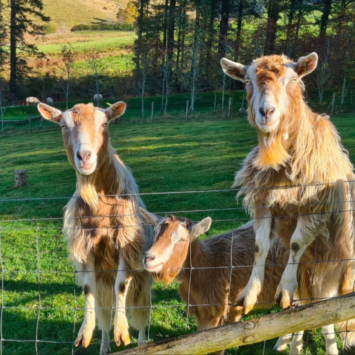NEW ARRIVALS - JOINING US AT THE END OF SEPTEMBER 🥳🥰
Meet our lovely new four legged friends who are coming to join our crew here at Tommauld Farm.
Mocha and Burrito - The Donkeys
Heidi, Monty and Waffle - The Goats
We just love animals here so why not add to our little hobby farm family!!
Guests booking to stay in October will get to meet this beautiful bunch ❤️
#donkeys
#goats
#hobbyfarm
#selfcateringscotland
#glamping
#farmtour
#perthshire