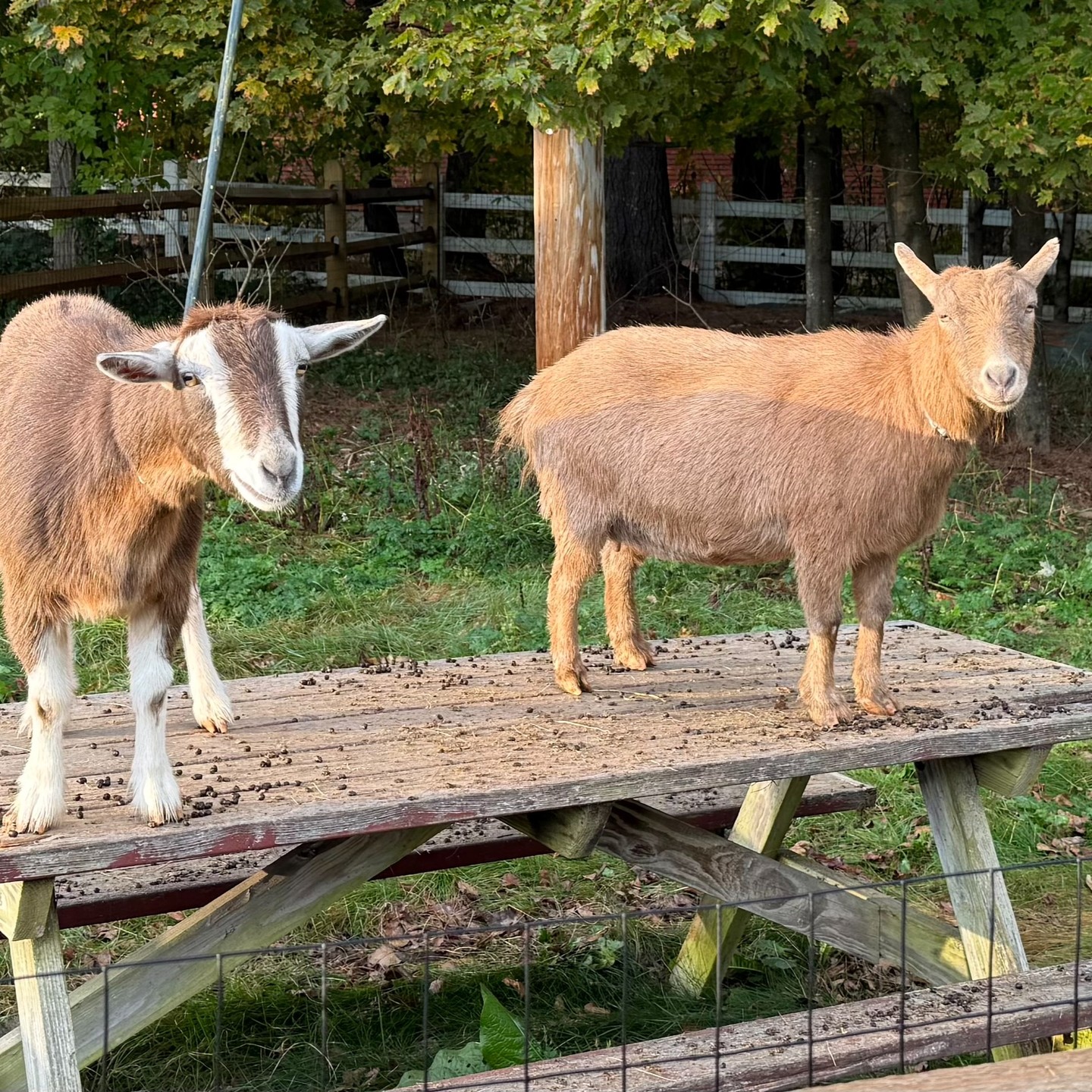 If you have stopped in or even driven by the inn lately, you may have noticed our newest additions to the property. Meet Willow (white ears) and Fern (lighter brown) our NIgerian Dwarf Goats. And yes, this is how I find them every morning (and afternoon and night.), just perched on their table.
Be sure to stop by and say "Hi", or better yet, join us for dinner this Friday or Saturday or on Sunday when the Steelers take on the Patriots. These lovely ladies will be happy to greet you