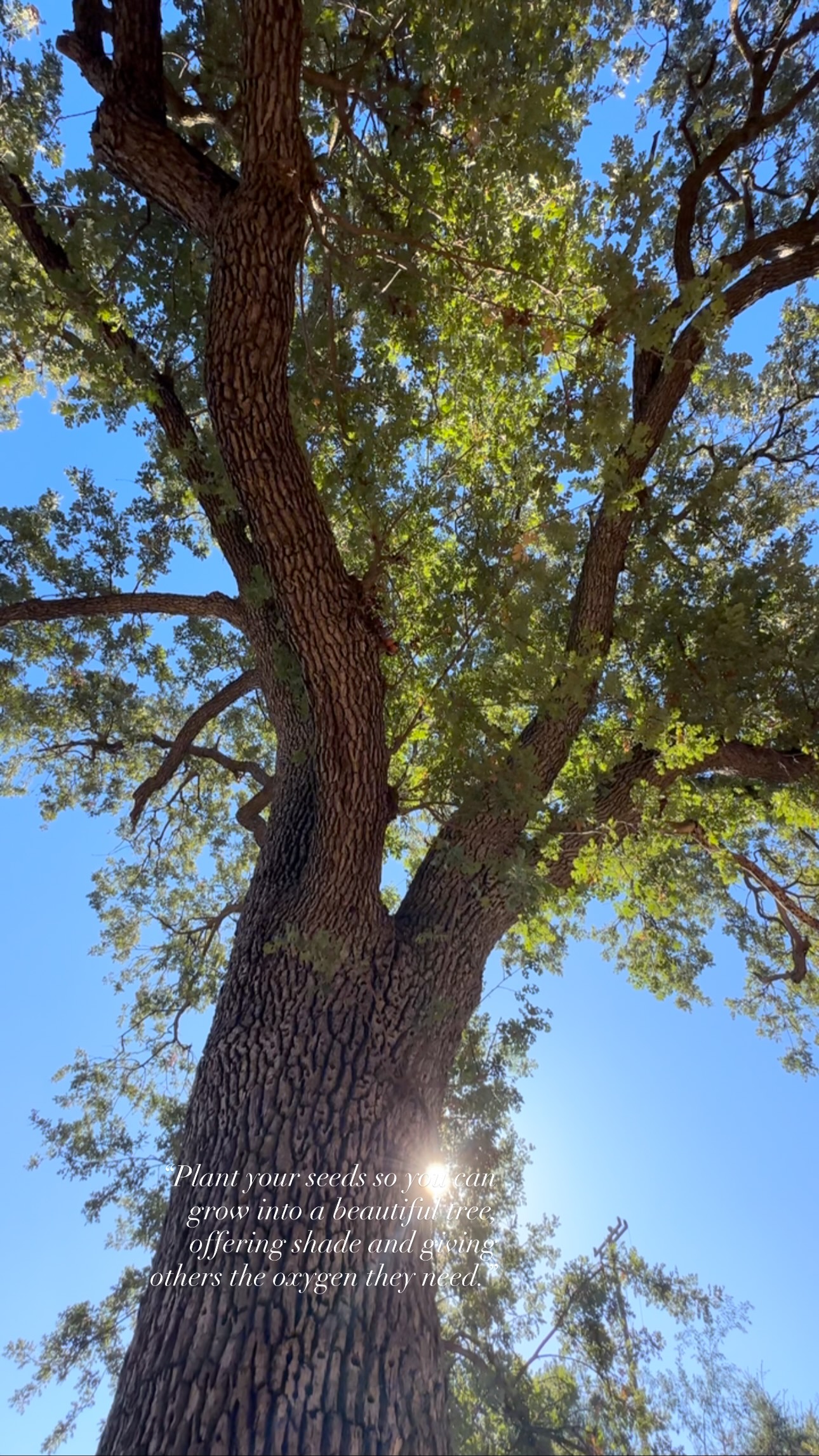 “Plant your seeds so you can grow into a beautiful tree, offering shade and giving others the oxygen they need.”#selflove #empowerment #metimeretreat #life #tree