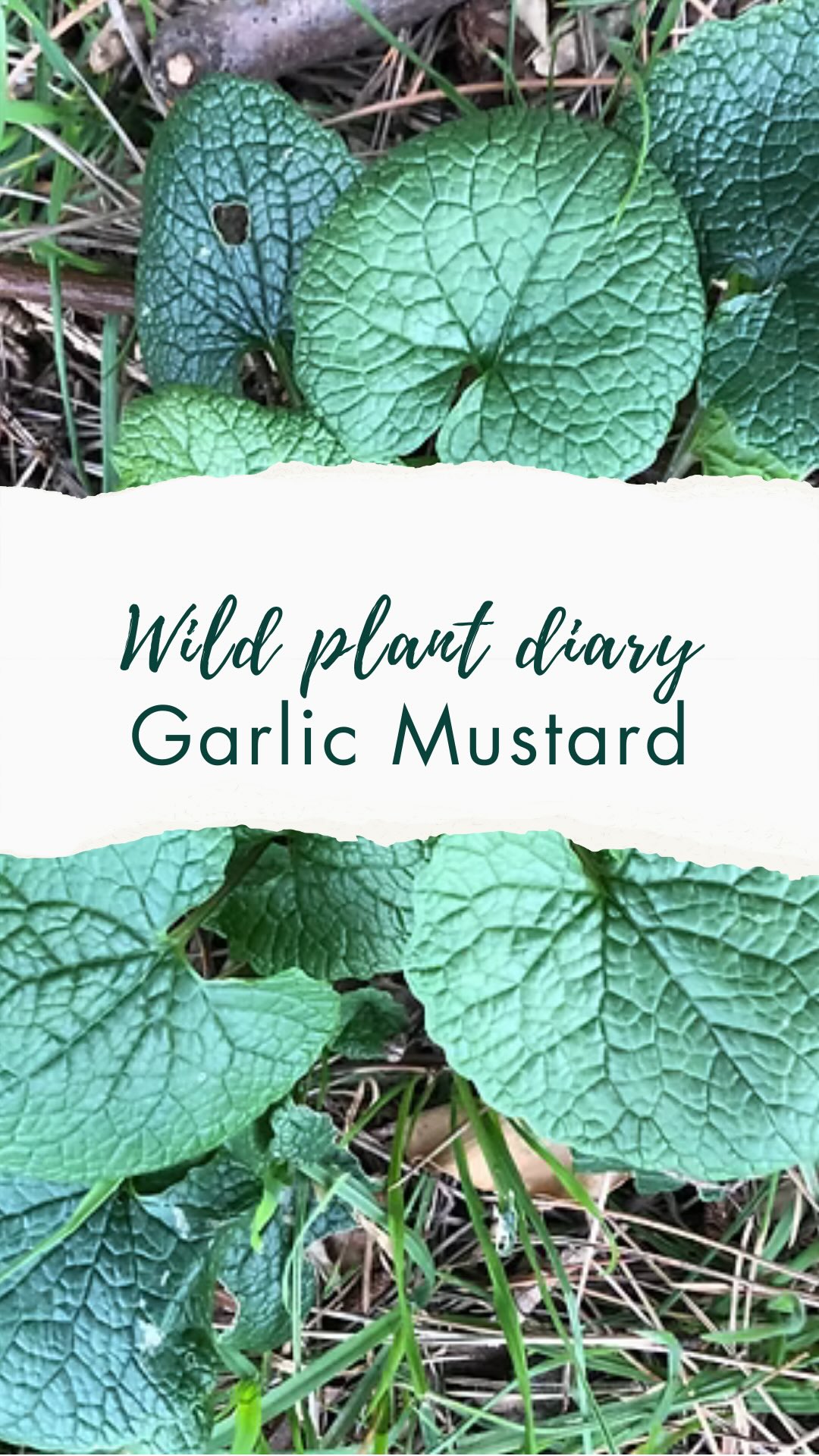 💚Wild plant diary day 8🌱
Today the sun came out again and I was happy to escape to the woods with the baby for an hour or so.
I found the most luscious patch of garlic mustard. I do love this “second spring” we have at this time of year when all the wild edibles burst up from the ground again.
I had a great chat with a fellow walker in the woods and he was keen to have a taste and was blown away by how garlicky it tasted.
In fact, garlic mustard is a great plant to start foraging with as it has a distinct garlicky taste and smell.
it’s also a plant humans have been eating for millennia
Garlic mustard’s spicy seeds have been discovered pounded into the stone of a 6,000 year old Danish cooking pot! Researchers believe that this could be the earliest European record of spice being used for flavouring for meat and fish as the seeds will have had little nutritional value. This has changed the way we think about prehistoric diets in Europe, which were previously thought to have been devoid of spice!
Garlic mustard is rich in vitamins A & C and also includes cancer preventing isothiocynates.
In the UK where it is a native plant it’s great for biodiversity. However in the US it is invasive. You can still eat it - it’s a great way to remove it and make way for indigenous plants. Check my previous carousel for photos that will help you with the ID
🌸🌱Follow @love_wild_plants to follow my Wild Plant Diaries 🌿
I’m sharing the plants I spot in everyday life to show how easy (and joyful!) it is to notice the wild friends growing around us. I have an interest in foraging and crafting with wild plants and also in folklore and mythology. A world where we know them is a better one—for us and for the planet. Follow me if you would like to join along to learn more✨ #LoveWildPlants #PlantStories #ForagingFinds #PlantLore #WildPlantDiaries #WildEdibles #ForagersOfInstagram #HedgerowHarvest #SeasonalEating #NatureFolklore #ReconnectWithNature #Foraging #WildFood #EdiblePlants #SlowLiving #BackToNature #NatureConnection #SpringForaging