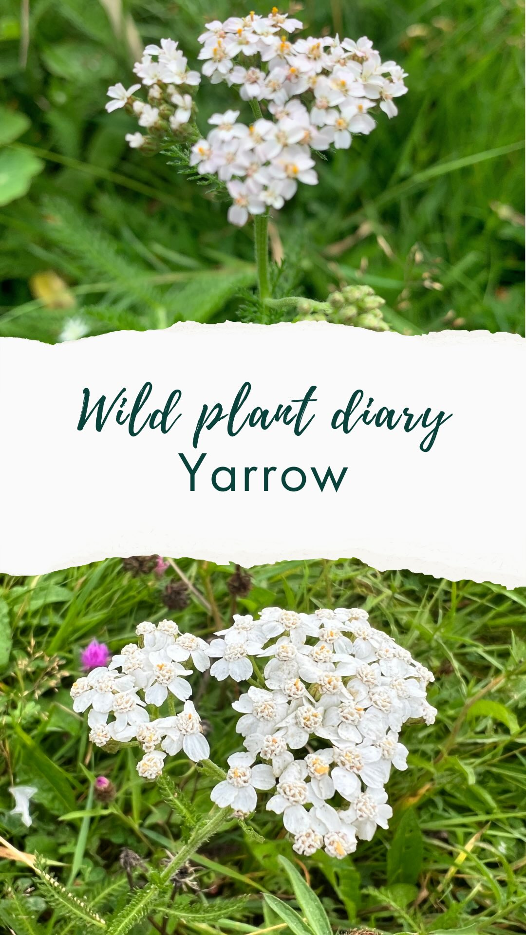 💚Wild plant diary day 3🌱 : Yarrow
Today we spent the day at home so I ventured into my front garden to connect with one of my absolute favourite plants : yarrow!
I picked it and sprinkled it on my fried tomatoes for breakfast. It tastes very herby
It’s a plant that’s very wrapped up in folklore as Greek hero Achilles apparently used it to heal his wounded soldiers after battle. To this day its botanical name links it to this mythology: Achillea millefolium
It does indeed staunch blood incredibly effectively. Whenever my little ones get cute or scrapes I go into the front garden, pick some, chew it and apply it. It works very quickly!
You can recognise it by its feathery leaves and white flowers. It’s a member of the aster family so each flowerhead is actually made of many tiny disk and ray florettes. Like a sunflower or marigold.
Note: this is not a herb to ingest when pregnant as it can stimulate contractions.
🌱Wild Plant Diaries, day 3🌿
I’m sharing the plants I spot in everyday life to show how easy (and joyful!) it is to notice the wild friends growing around us. A world where we know them is a better one—for us and for the planet. ✨
Follow @love_wild_plants to join the journey. I’ll be back tomorrow