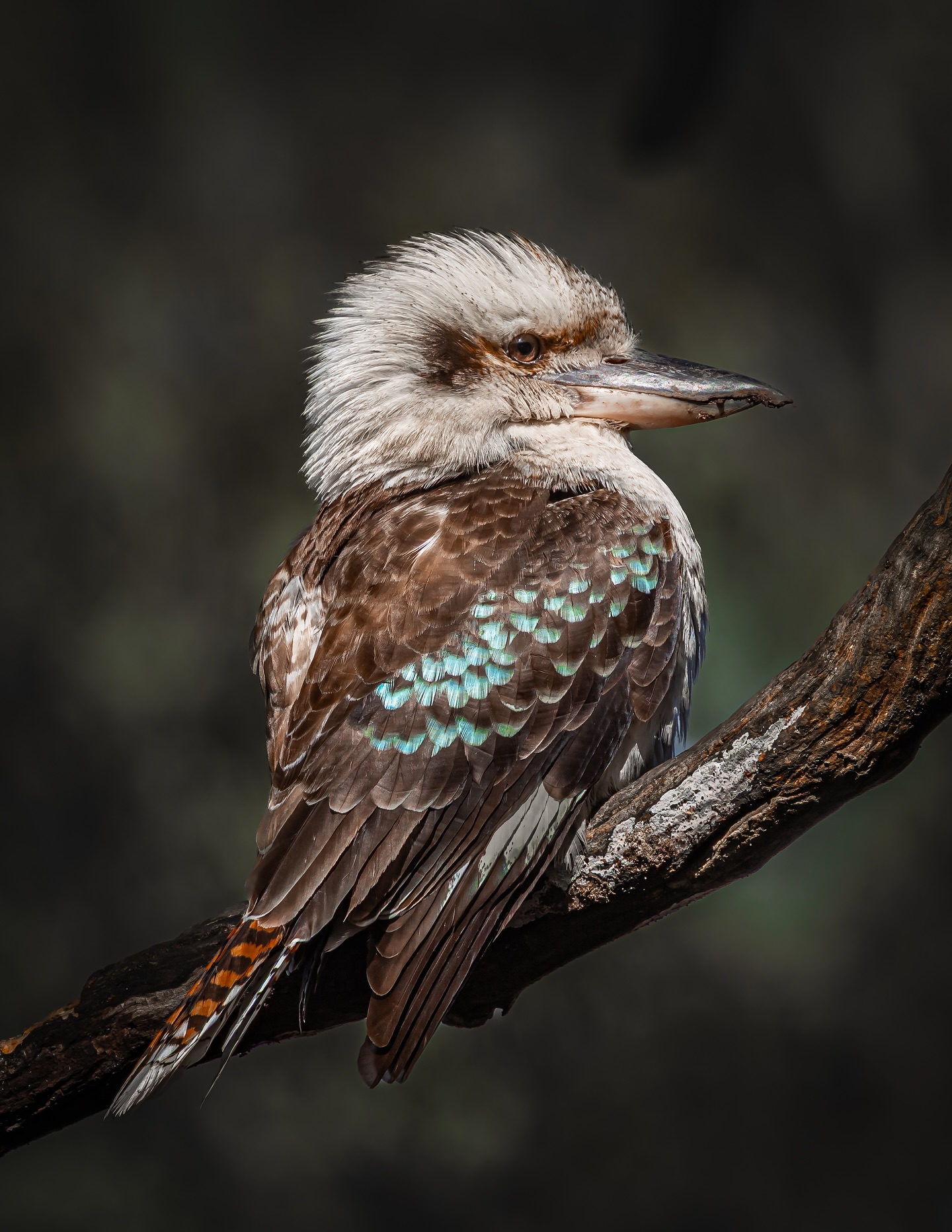And here we see the bush comedian otherwise known as the Kookaburra. Majestically perched and openly mocking photographers in their natural habitat.
Mad scientist @benjaminalldridge was doing Benjo things and @hughpercival_photography and @kchayphotos continued their endless uphill migration in Belair National Park
#NPOTY
#AUSGEO