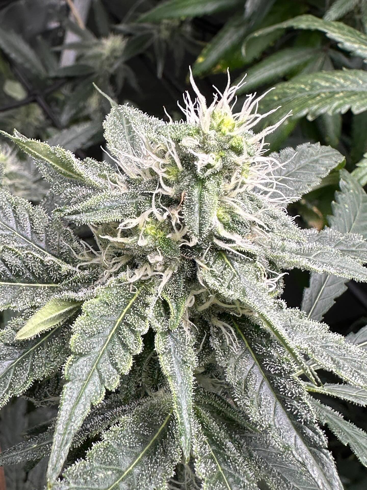 OCTOBER
The Grass Menagerie will be MATCHING what ever rewards we end up sending our $GRASS holders and we will be DONATING it to UNIONCOIN, in order to feed 50+ children in the Philippines.
If we send out $50 or rewards we will match $50 donated. If we send out $300 in rewards we will be MATCHING $300.
The Grass Menagerie is a HUMANITARIAN seed company. ✅💜👁️
We use your money to build fresh water wells around the world and support less fortunate children’s church classroom in the Philippines.🇵🇭
The flower pictured here is (Wedding Cake x Karmakazi)!!
We thank you for the support on our mission! ♟️🧙♂️💜