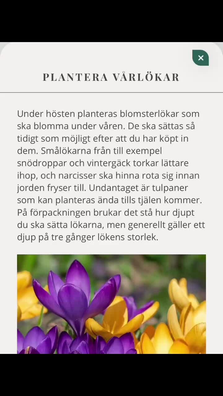Har du sett att det finns generella växter i appen så som vårlökar och äng?
Det är dags att börja planera och plantera för vårens fägring nu! 😍🌷
Läs mer i appen!
#attgöraseptember #vårlökar #trädgårdsinspiration #trädgårdskalender