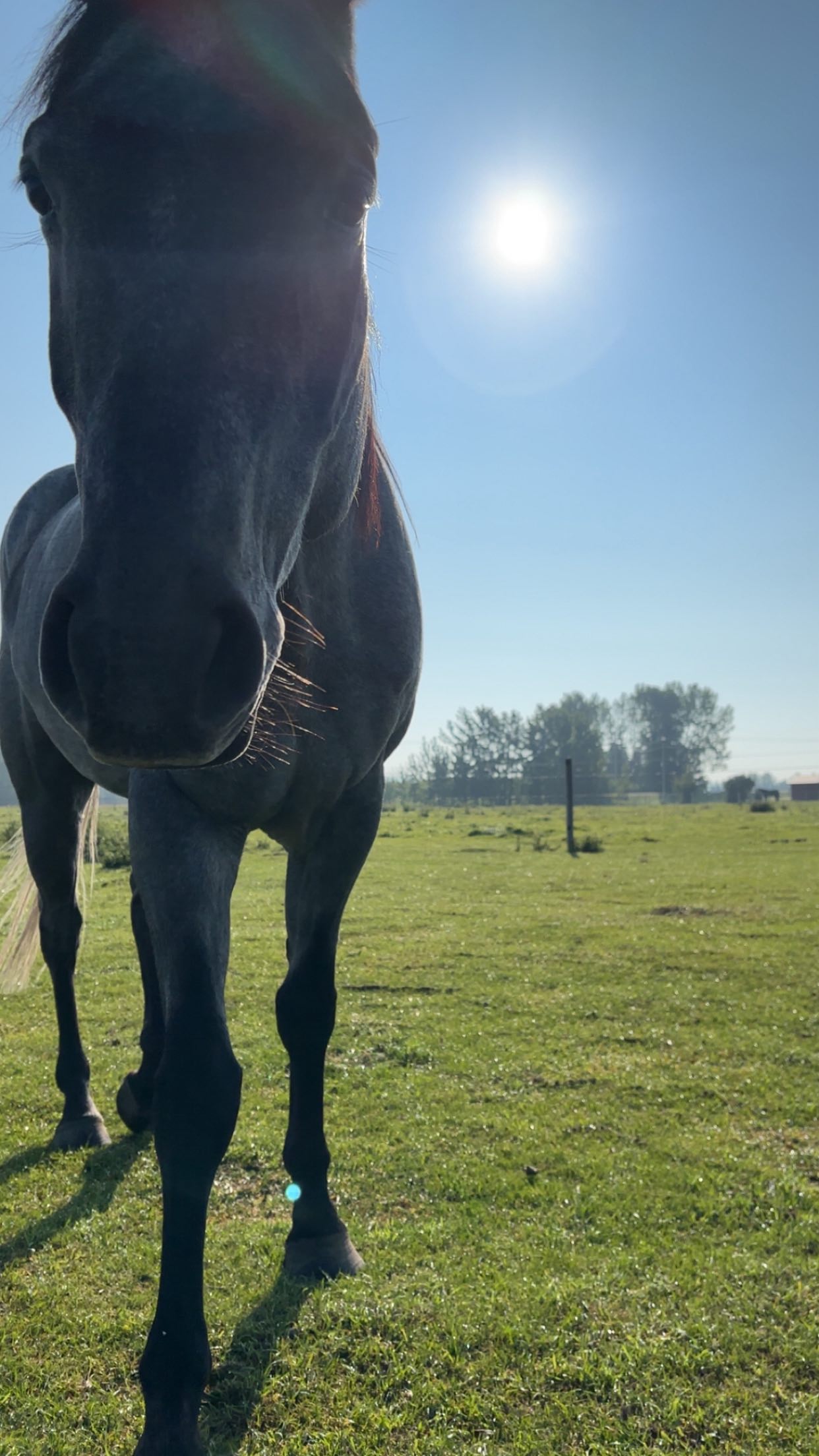 One of the best lessons Iโve learned as an equine practitioner is this: ๐ฆ๐น๐ผ๐ ๐ฑ๐ผ๐๐ป
Not every moment with your horse has to come with an agenda.
No expectation. No training plan. No pressure on themโฆ or on yourself.
Some of the most powerful bonding happens when you just exist together. Sit in the pasture. Share space. Let them see that youโre not always there to โdoโ โ sometimes youโre just there to be.
I see this with client horses who are burned out or frustrated from always being asked something. Just like us, horses need relationships where they can relax, play, and feel safe without demands.
#equine #slowdown #horses