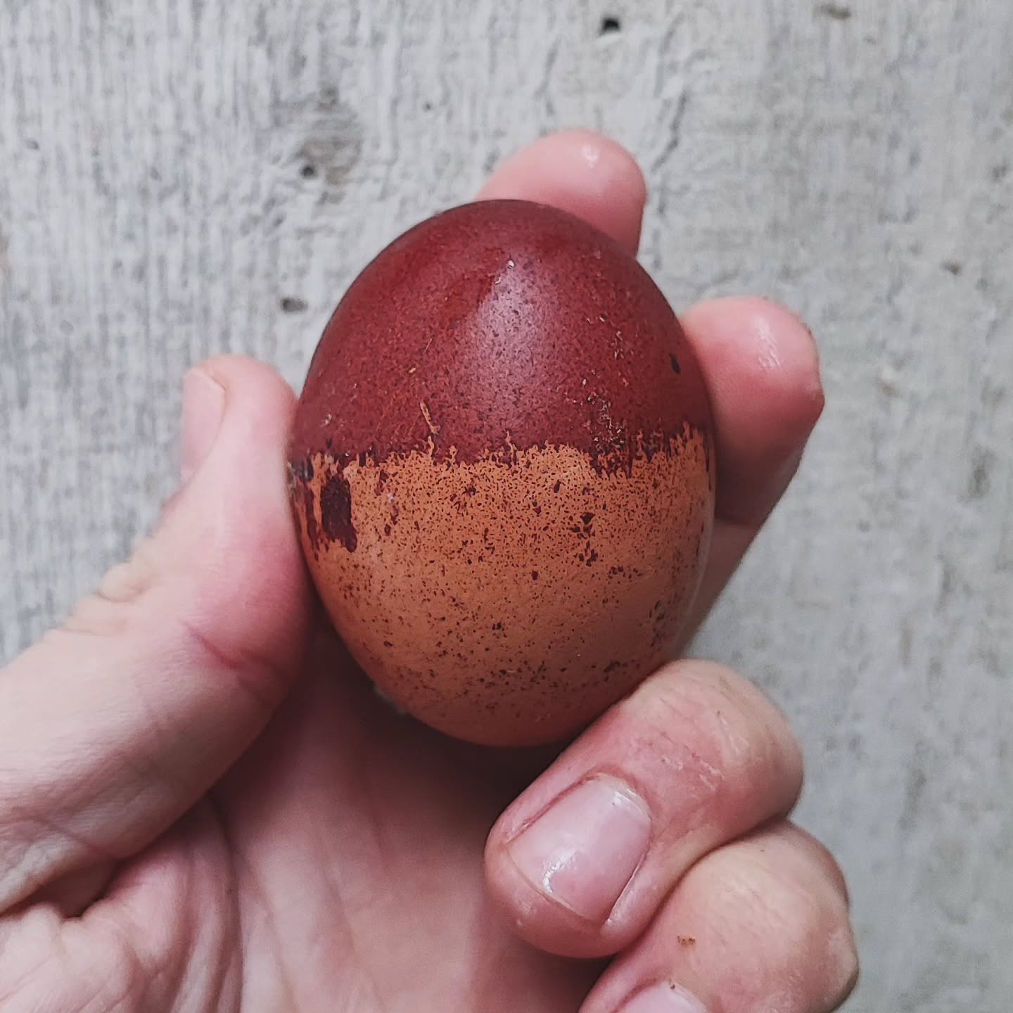 Ein kleines Wunder aus dem Nest 🥚✨
Dieses Ei stammt von meiner Marans-Henne, zur Hälfte satt dunkel gefärbt, zur anderen Hälfte wirkt es, als hätte die Farbe einfach aufgehört. Ein natürlicher Farbverlauf, wie vom Pinsel gezaubert. 🎨🐓
_________________________________
www.broholmer-zucht.com
Instagram & TikTok @huehnerwelt_rauch
Facebook @rauchs_huehnerwelt
_________________________________
#huhnliebe #hühnerglück #bauernhofleben #landliebe #gartenhühner #naturliebe #hühnerhaltung #huhn #ei #eierglück #hühnercontent #federvieh #hühnerfreunde #landleben #selbstversorger #hühnerstall #glücklichehühner #marans #maransegg #schokoeier #hühnerzüchter #hühnerfotografie #huhnpost #bauernhofidylle #frischeeier #farbeneier #naturpur #tierliebe #landhausleben #hühnerliebe