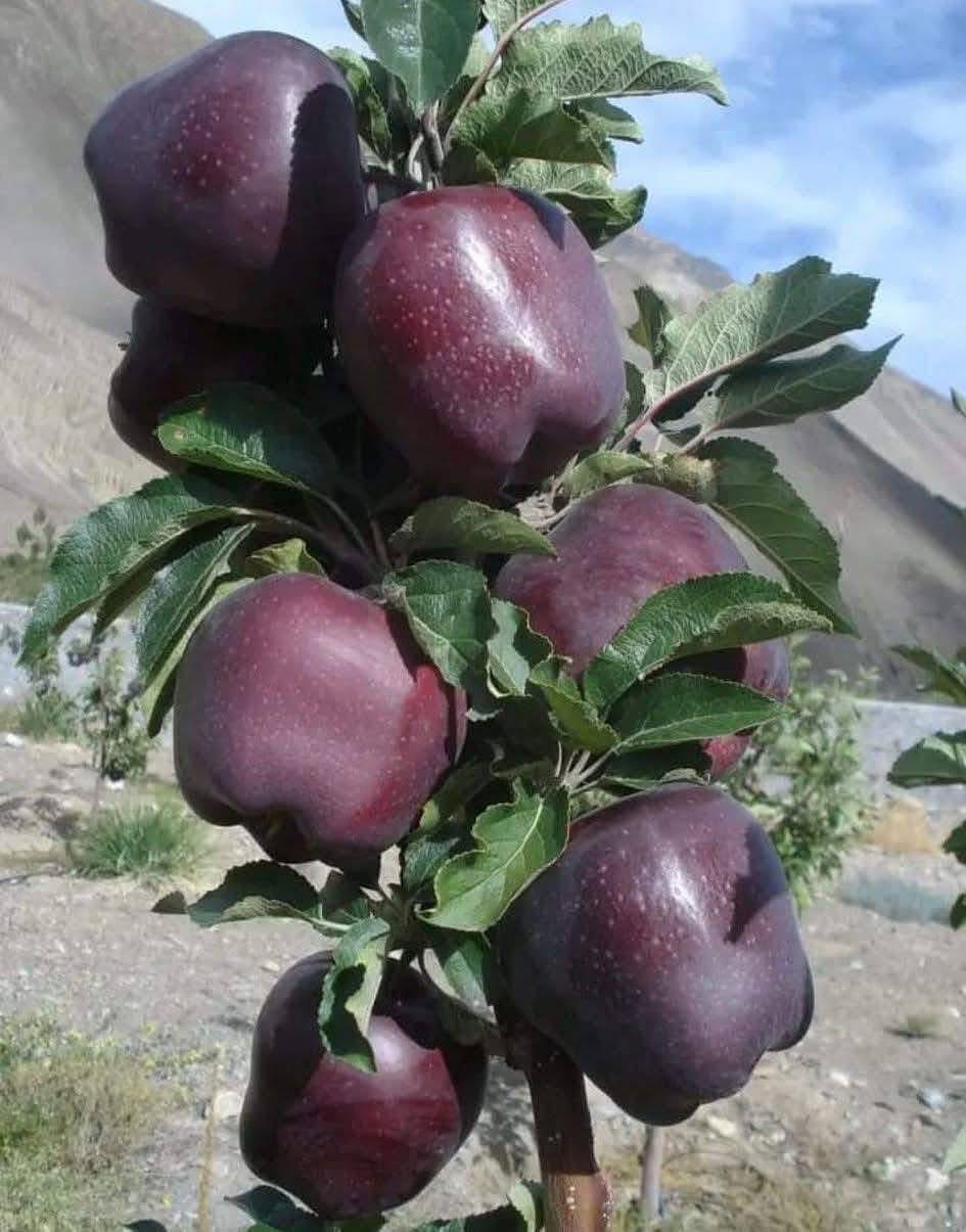 Blessed 100% by sun for its natural color & grown in 100 % chemical free soil, our black Royal delicious is grown at the altitude of 9,500 to 10,000 ft above sea level in colder climate, led by glacier water irrigation. Stay tuned to get A grade Apples direct from farm. No middle man, No cold stored apples, just fresh harvest from the farmers of Kinnaur & Spitišš to your doorstep !
Characterized by thick skin these apples are a treat & healthier !
1. Freshly plucked apples from trees are mildly sweet.
2. It tends to gain the taste of Sweet - Tart spectrum within a ten days time after being plucked.
3. The freshness of an apple is define-by its firmness, the juicy & crunchy factor too and if you donāt have these-elements in your fruit then itās not fresh.
4. Shelf life of Kinnauri apple is 3 to 4 weeks, but with time it looses itās natural crunch, it is advisable to consume it-earlier.
#fresh #farmfresh #fairtrade #apples #season #appleseason #harvest #natural #crunchy #juicy #farmtodoorstep #ecoconcious #brand #kinnauriessentials #apple