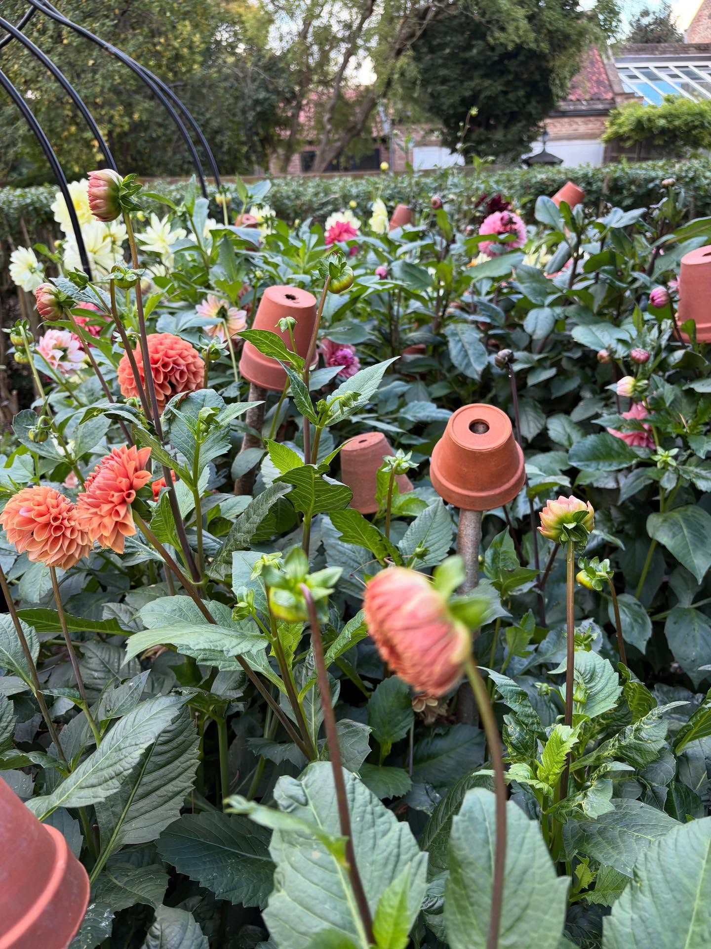 So many dahlias, I’m selling some to @elaine_hadfield_floraldesigner