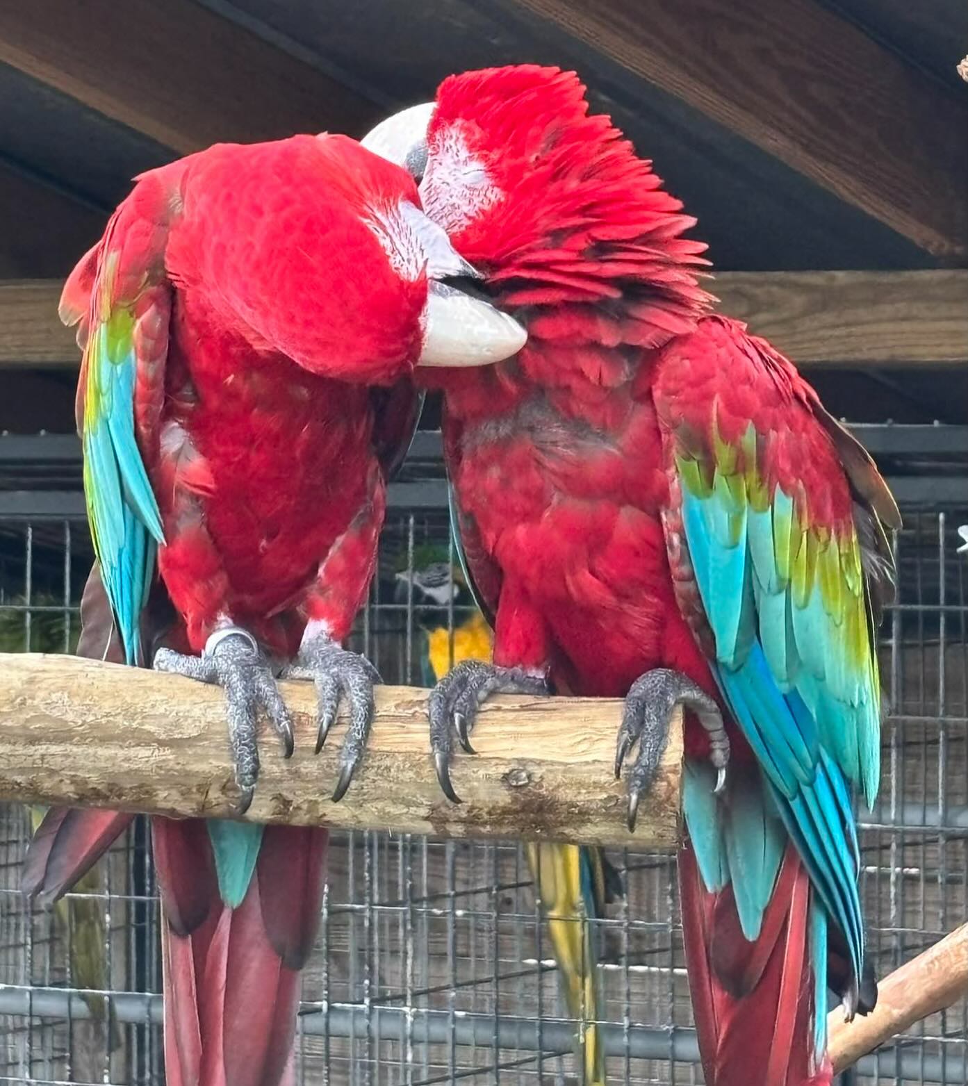 Great pic @emeraldcoastzoo we can’t wait to visit again soon!
.
.
#pensacola #pensacolasmallbusiness #supportlocalbusiness850 #850 #thingstodopensacola #gulfbreeze #destin #thingstododestin #movingtonwfl #movingtopensacola #movingtodestin #fortwaltonbeach #navarre #buyingnwfl #sellingnwfl #thingstodonavarre#navarresmallbusiness #fortwaltonsmallbusiness #floribama #gulfcoast #emeraldcoast #allthingsemeraldcoast #realestatepensacola #navarrerealestate #destinrealestate #gulfcoastproperty #propertiesforsale850 #xmarksthespot