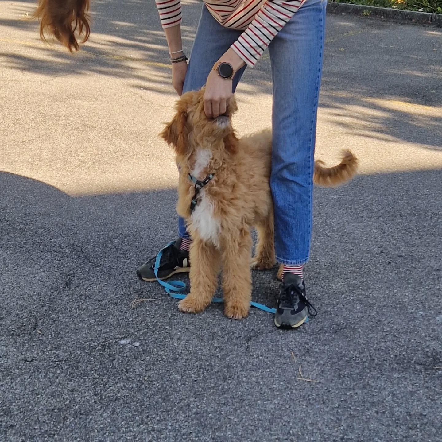 🐶🐕🦺😍 Asenta
#assistenzhundeschweiz #assistenzhundeverein #vereinpawsandyou #vereinfürassistenzhunde #pawsandyou #assistenzhundeausbildung #welpen #junghunde #hundetrainer #hundetraining #zürich